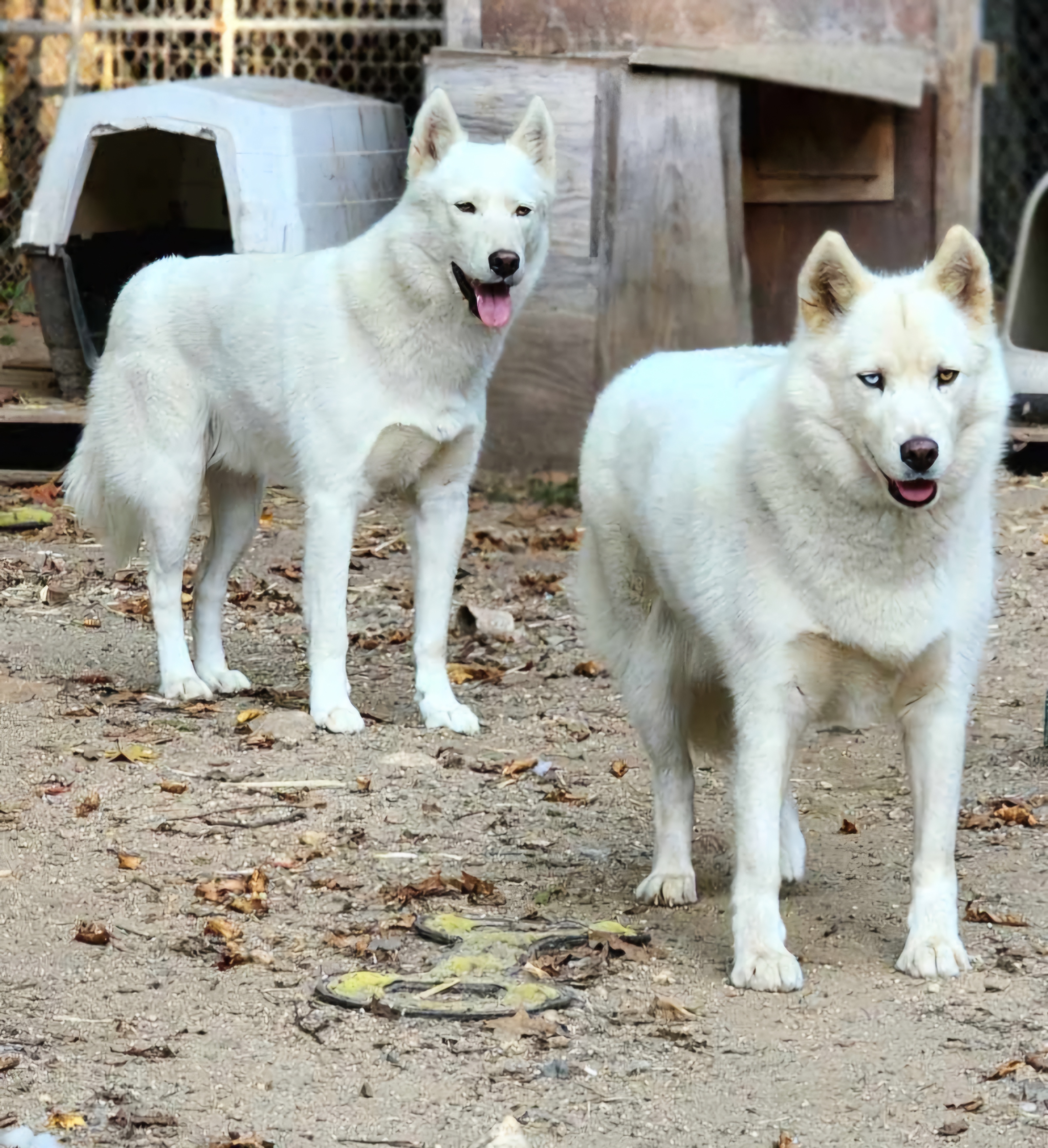 Zion, a Adoptable Husky in Fryeburg, ME image 2/6