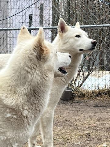 Zion, a Adoptable Husky in Fryeburg, ME image 5/6