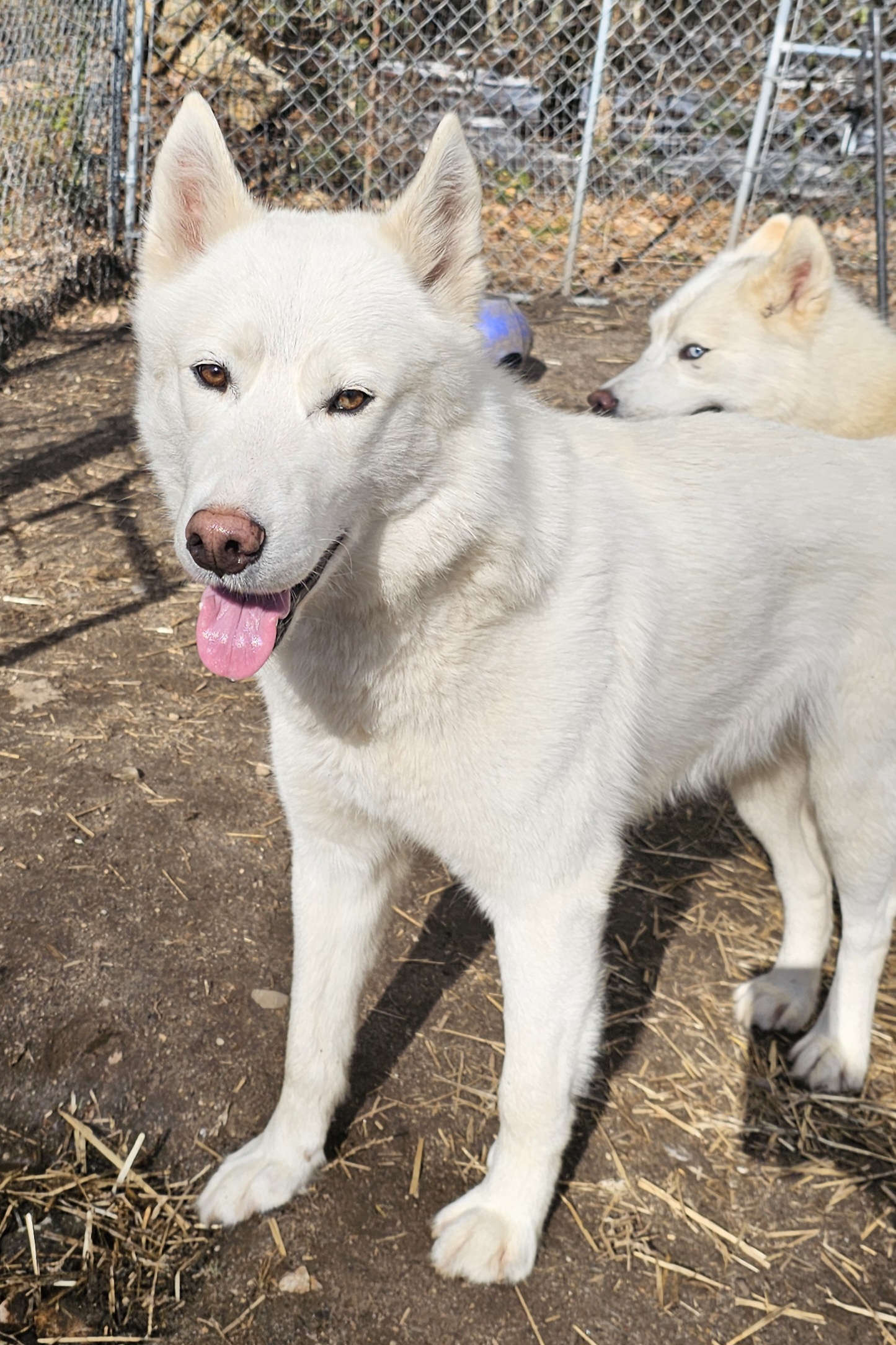 Zion, a Adoptable Husky in Fryeburg, ME image 1/6