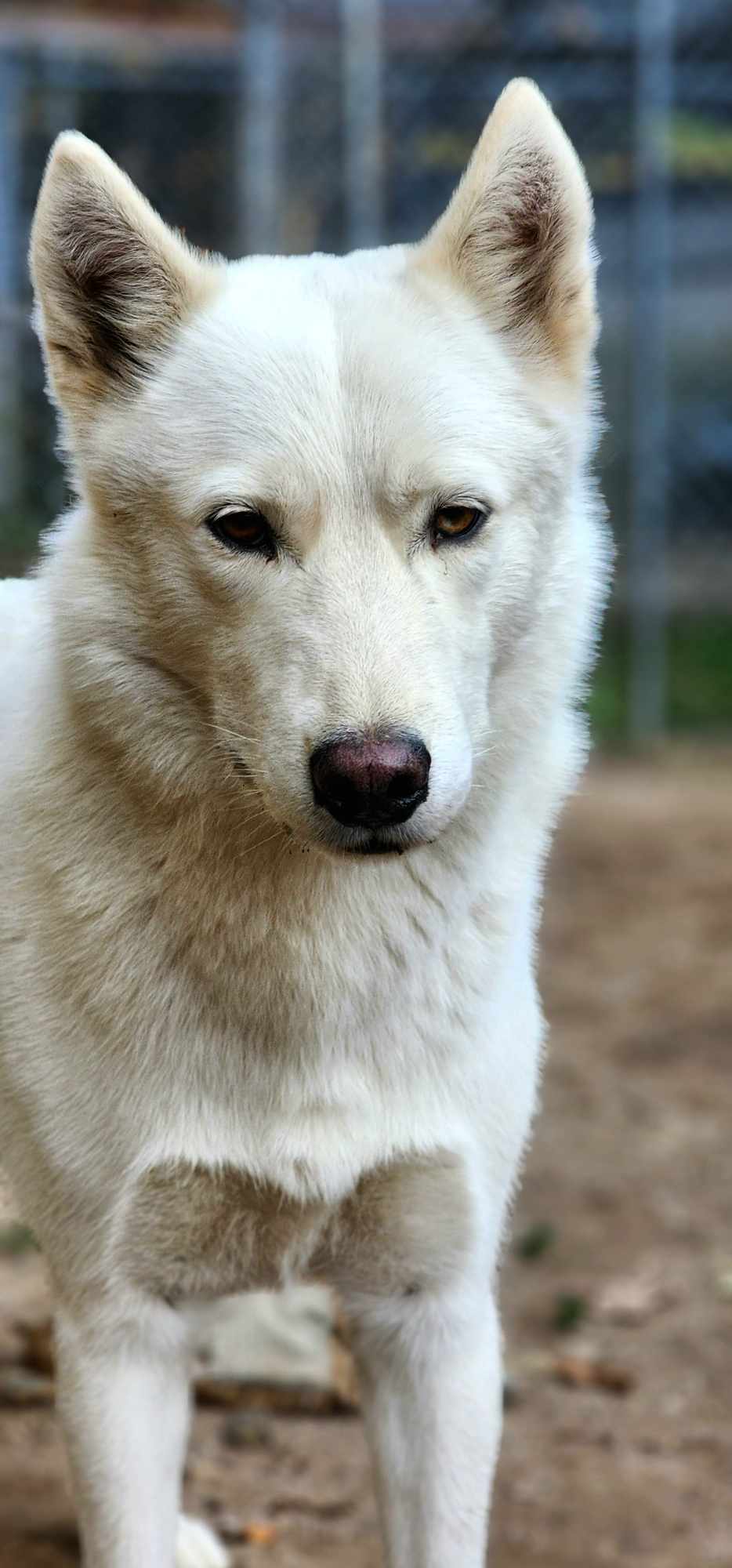 Zion, a Adoptable Husky in Fryeburg, ME image 3/6