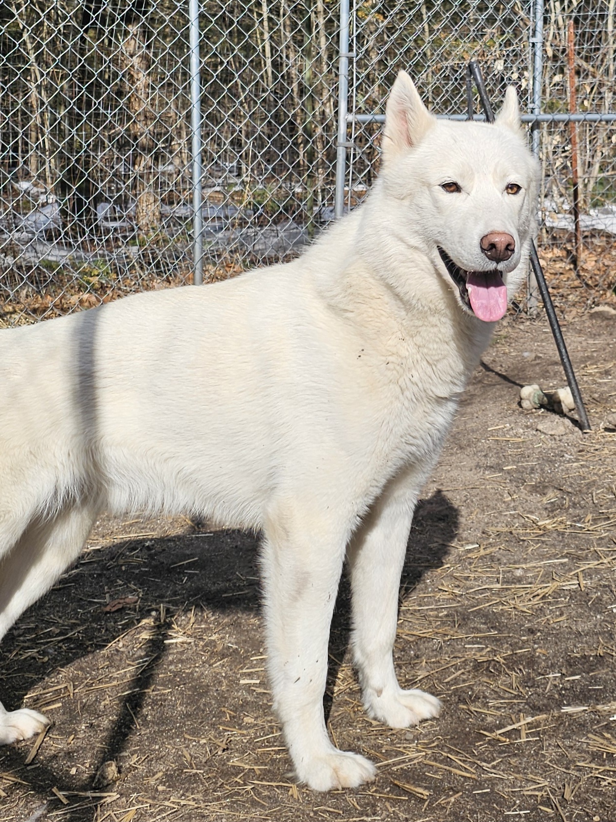 Zion, a Adoptable Husky in Fryeburg, ME image 6/6