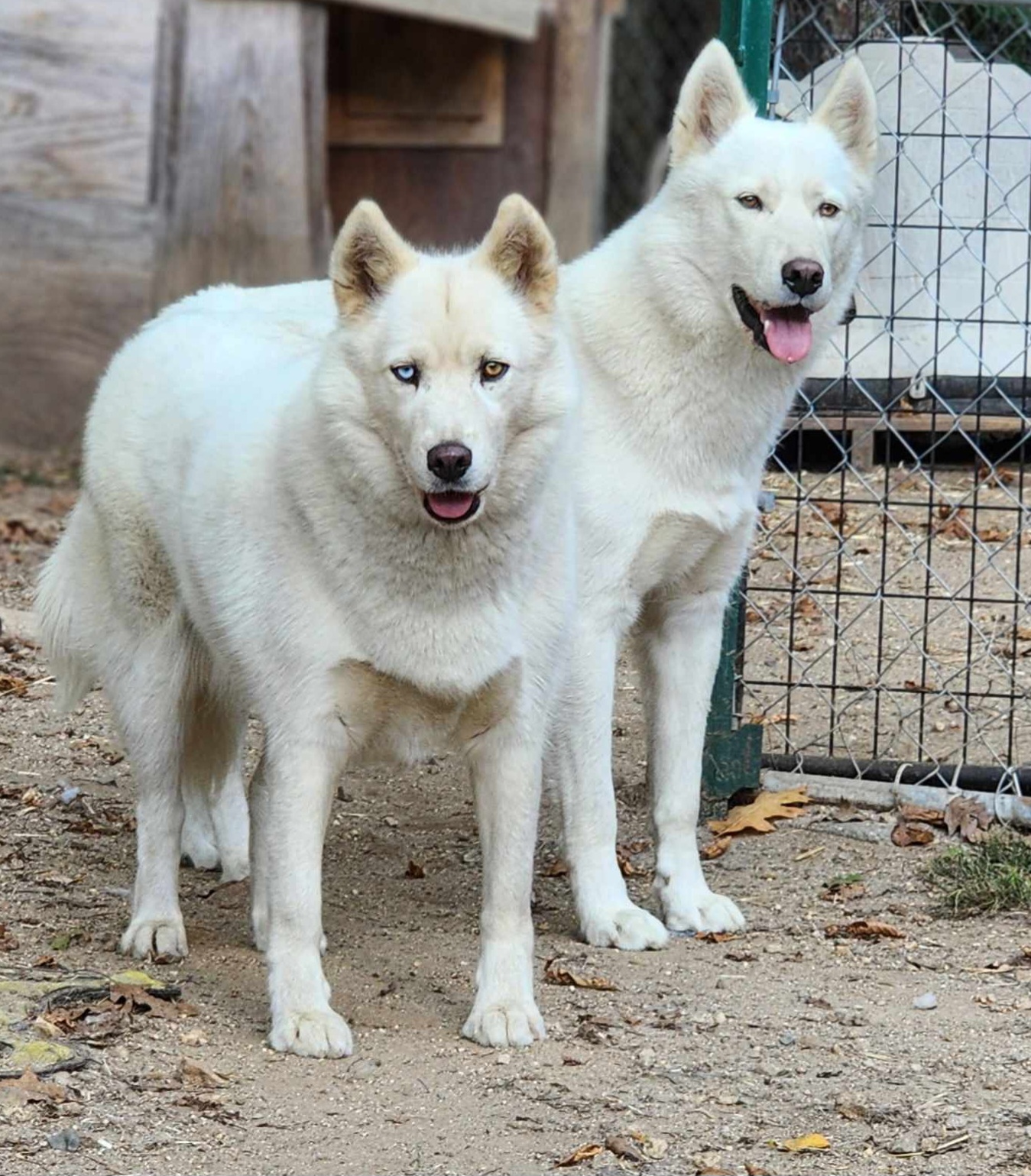 Zion, a Adoptable Husky in Fryeburg, ME image 4/6