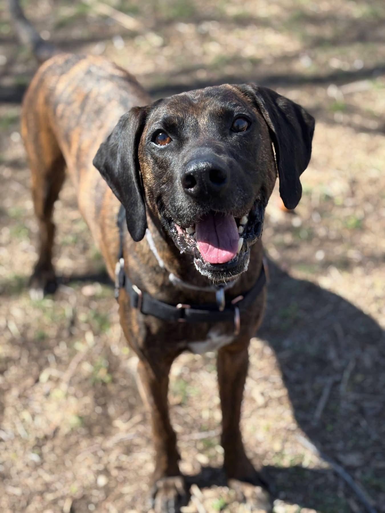 Enlarge Daryl, a Adoptable Plott Hound in Fort Collins, CO image 1/3