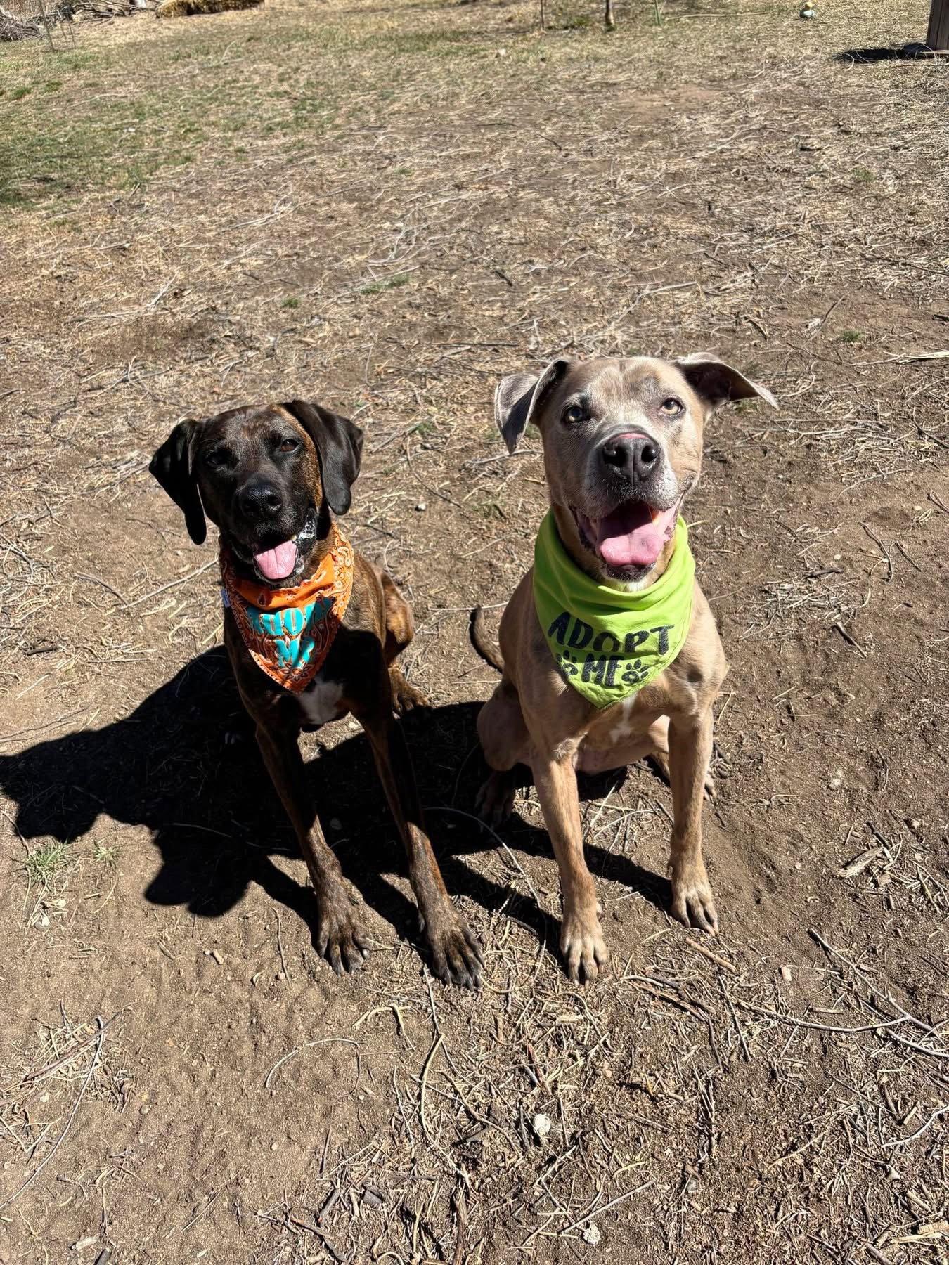 Enlarge Daryl, a Adoptable Plott Hound in Fort Collins, CO image 2/3
