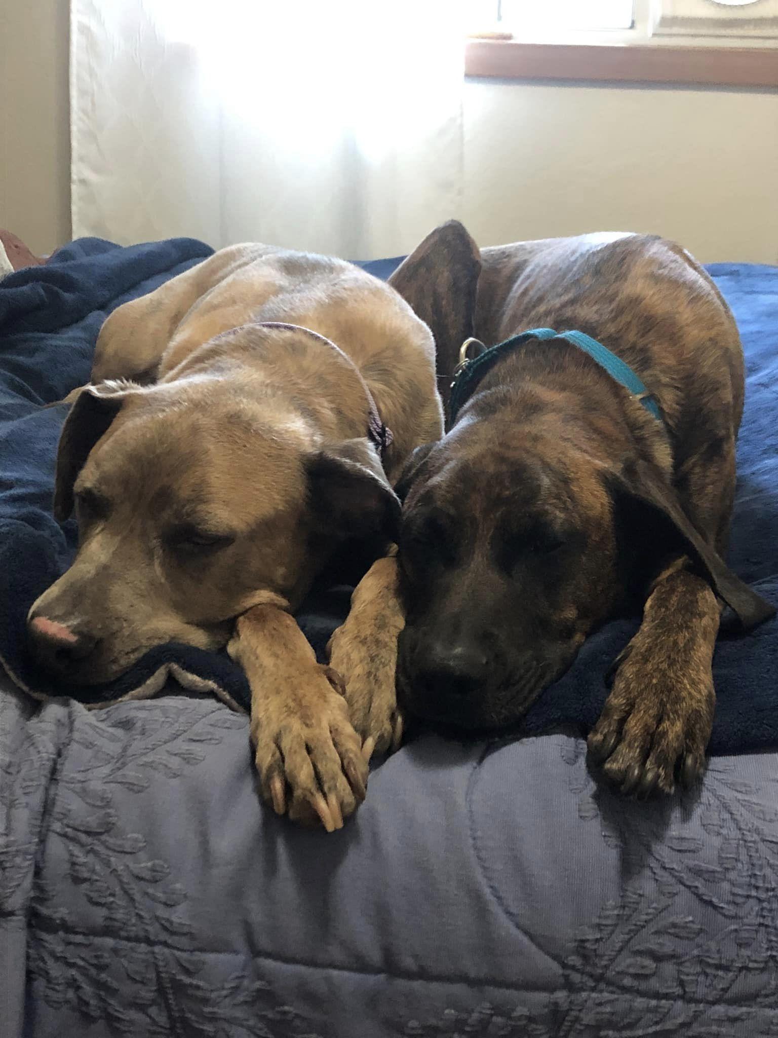 Daryl, a Adoptable Plott Hound in Fort Collins, CO image 1/3