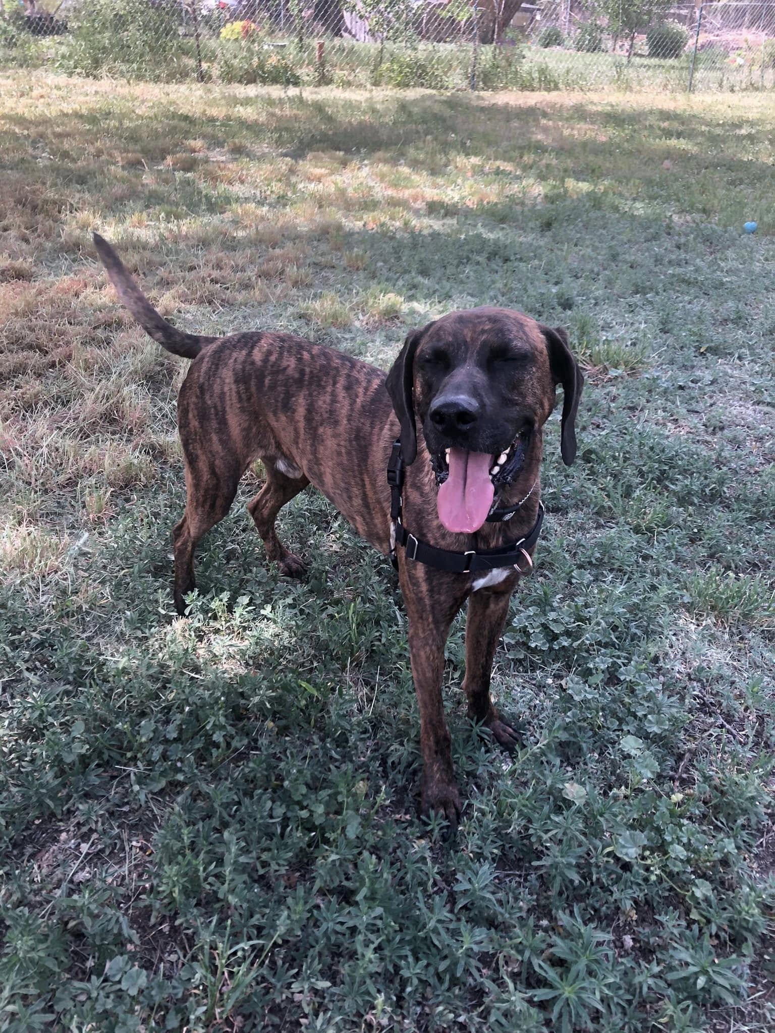 Daryl, a Adoptable Plott Hound in Fort Collins, CO image 2/3