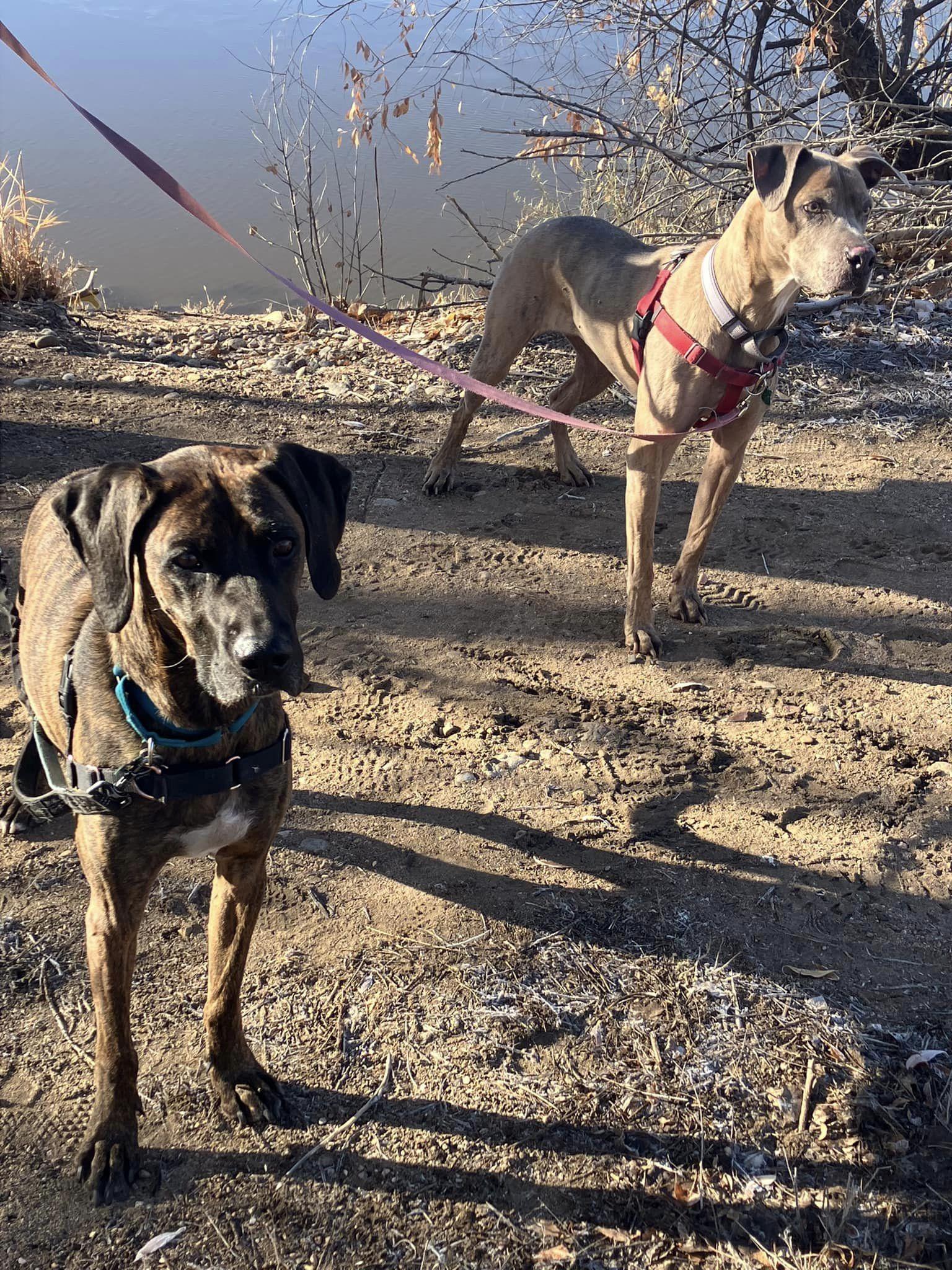 Daryl, a Adoptable Plott Hound in Fort Collins, CO image 3/3