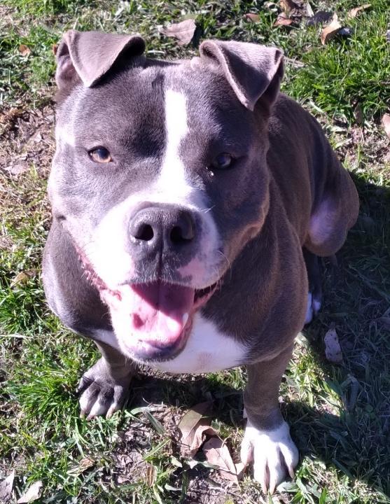 Boston, a Adoptable Pit Bull Terrier image 2/3