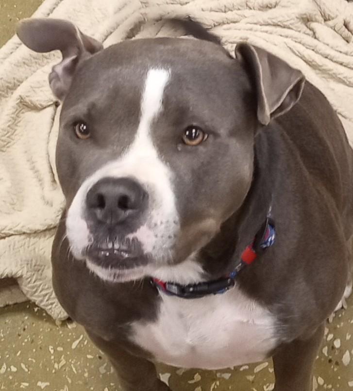 Boston, a Adoptable Pit Bull Terrier image 1/3