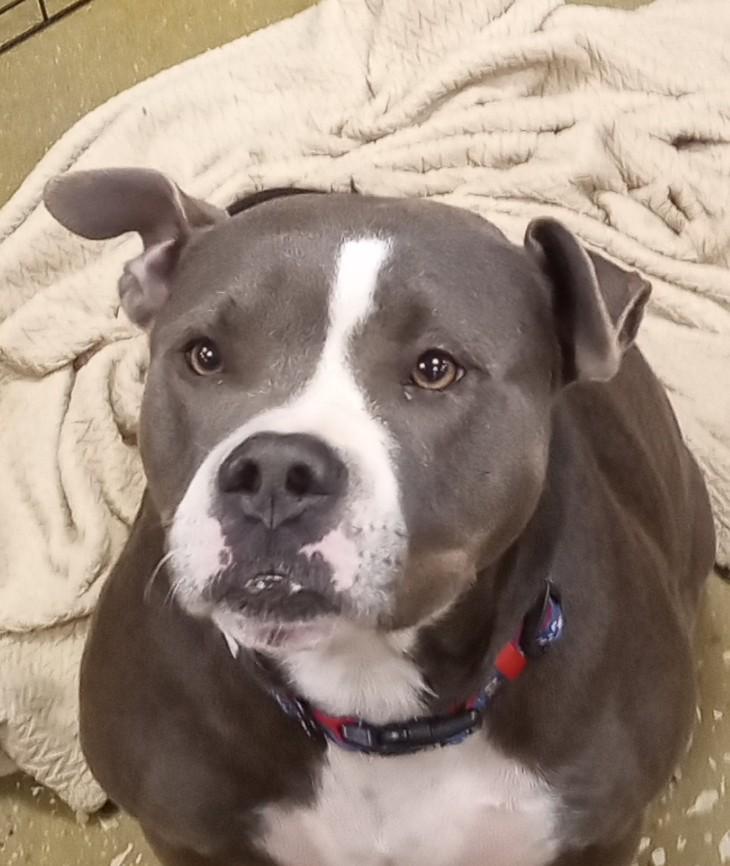 Boston, a Adoptable Pit Bull Terrier image 3/3