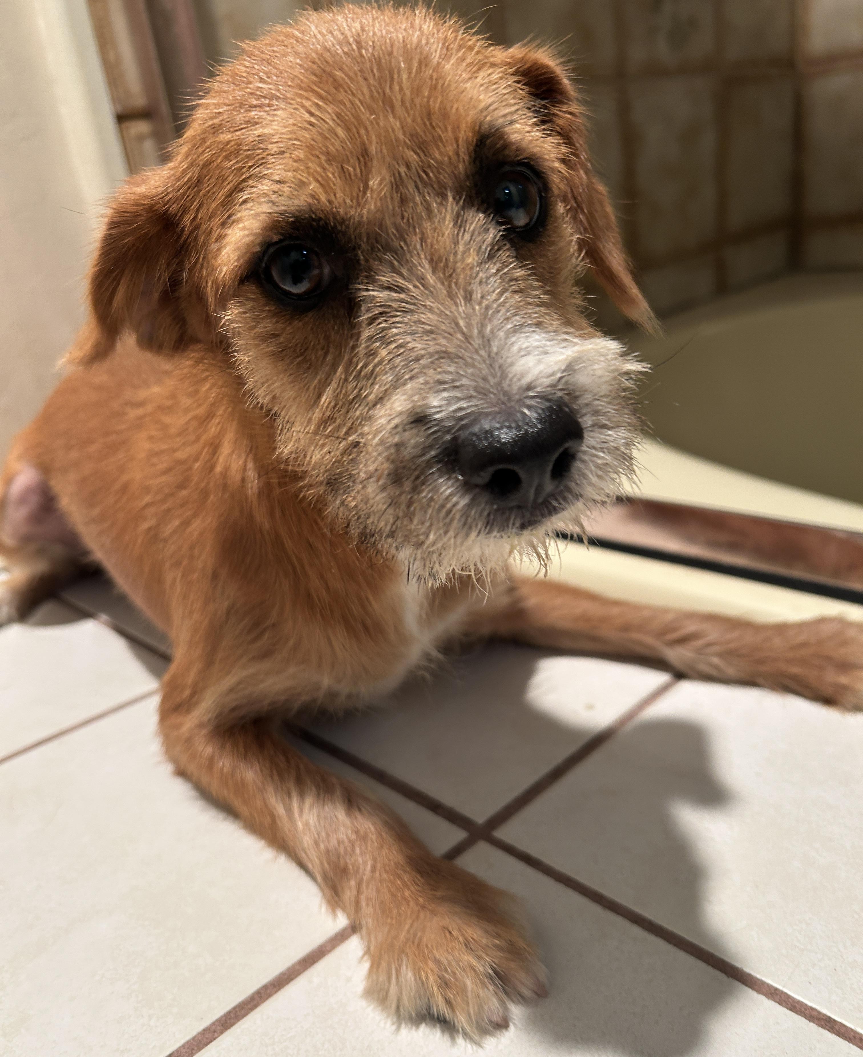 Enlarge KIMBERLY, a ADOPTABLE mixed breed in El Cajon, CA image 6/6