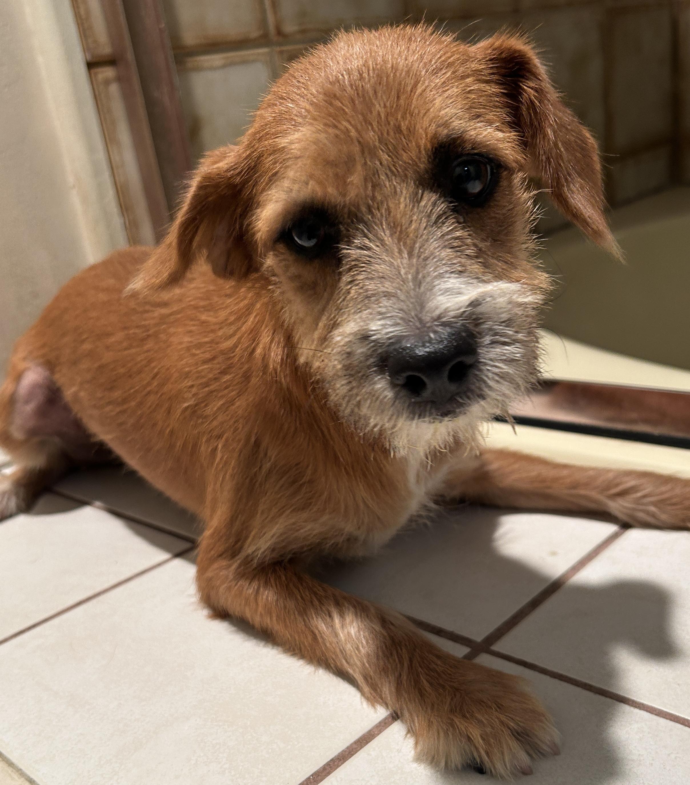 KIMBERLY, ADOPTABLE, Puppy Female Terrier.