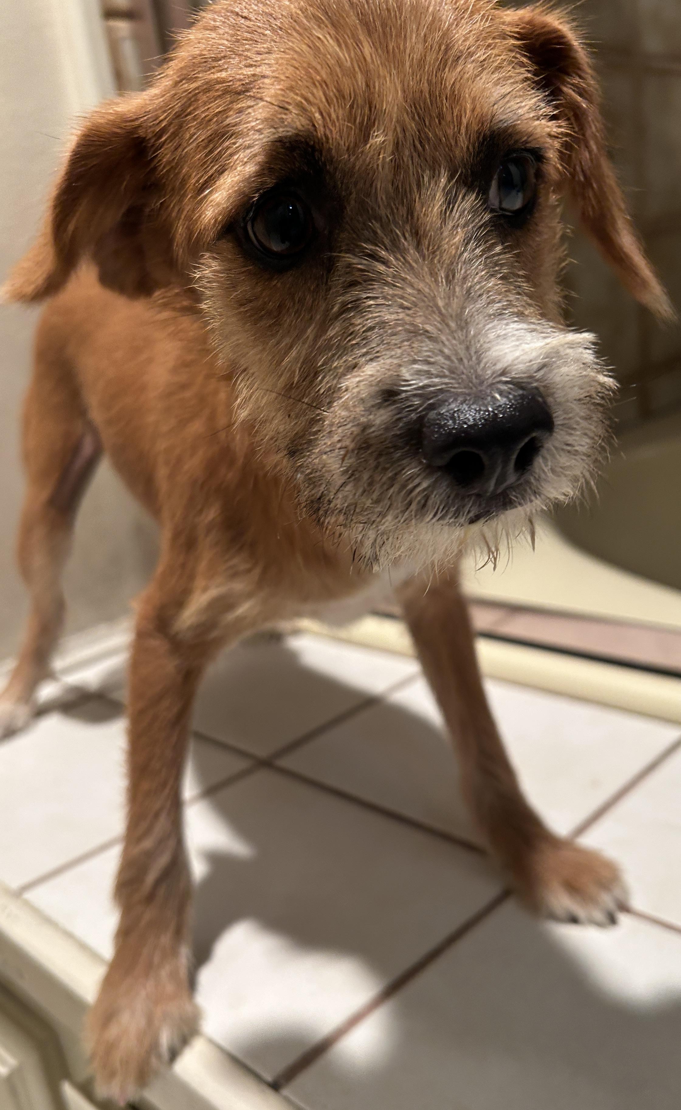 Enlarge KIMBERLY, a ADOPTABLE mixed breed in El Cajon, CA image 5/6