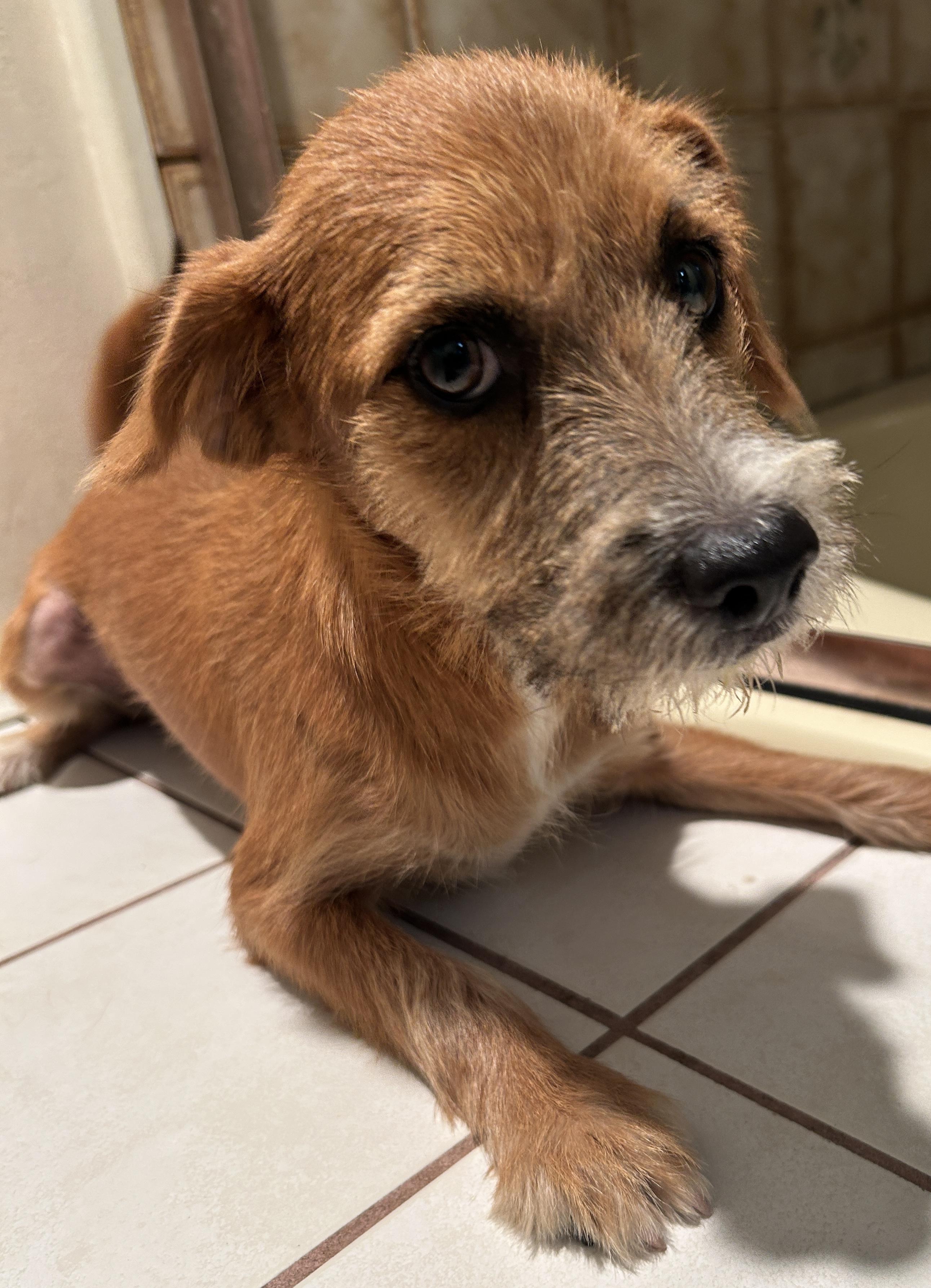 Enlarge KIMBERLY, a ADOPTABLE mixed breed in El Cajon, CA image 2/6