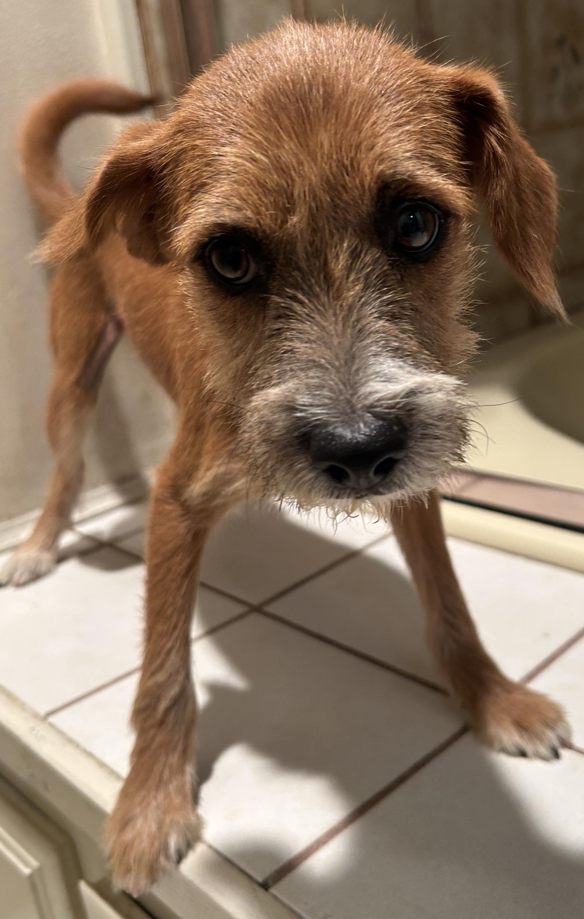 Enlarge KIMBERLY, a ADOPTABLE mixed breed in El Cajon, CA image 3/6