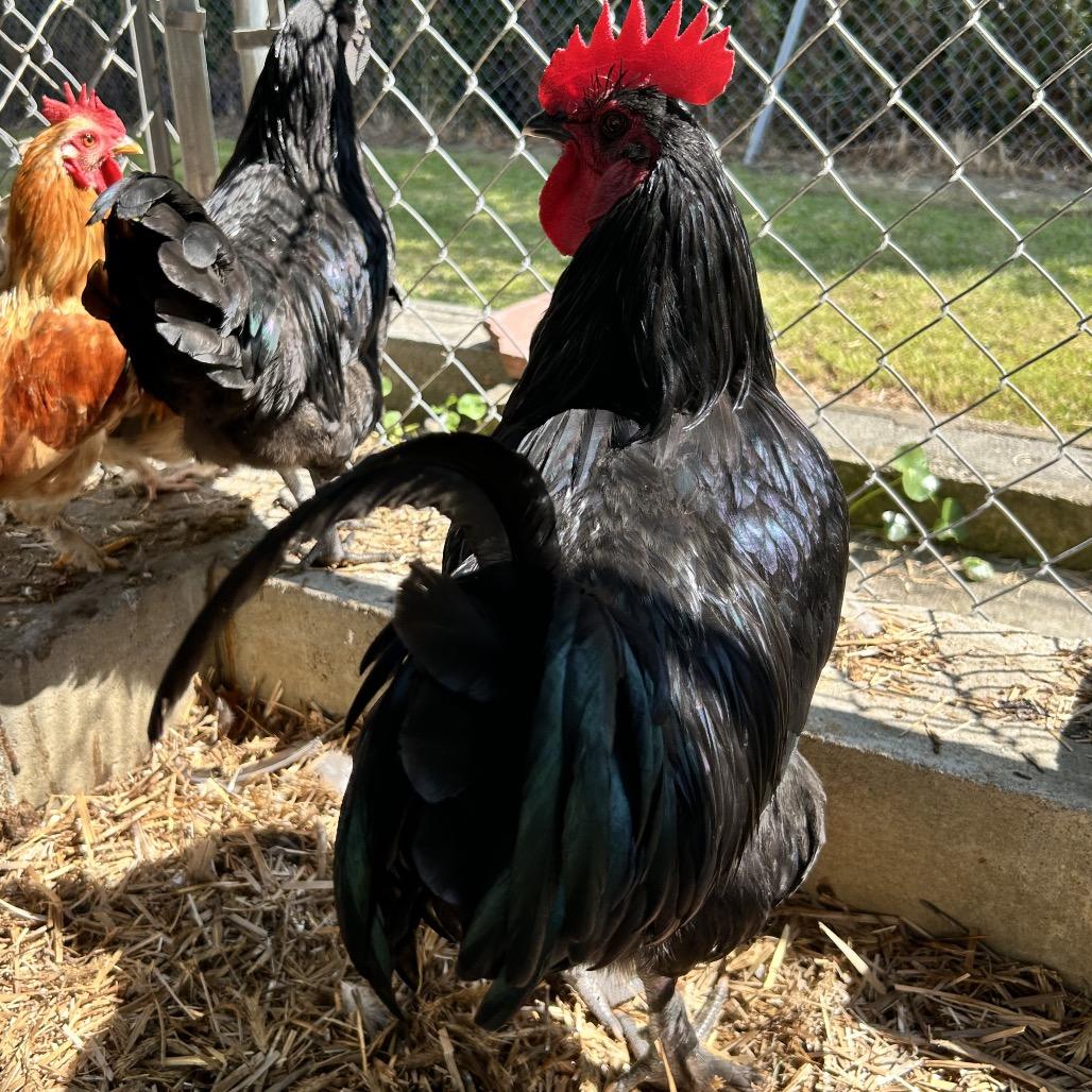 Ricky, Adoptable, Young Male Chicken.