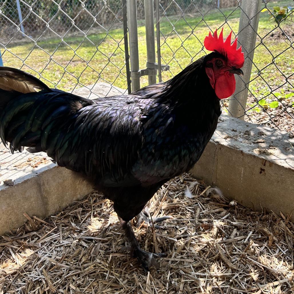 Enlarge Ricky, a Adoptable Chicken in Newport, NC image 2/3