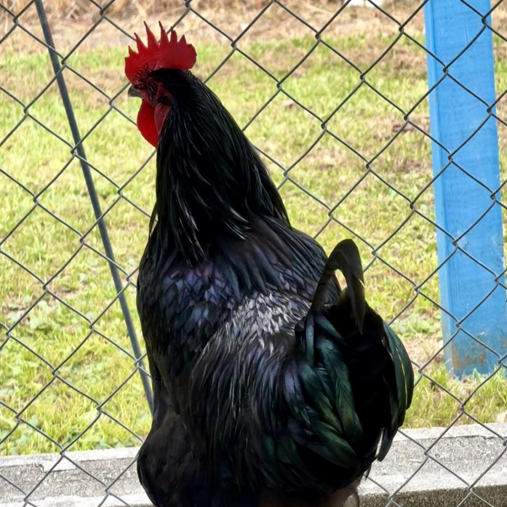Enlarge Ricky, a Adoptable Chicken in Newport, NC image 3/3