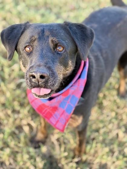 Juno, Adoptable, Adult Male Mixed Breed & Mixed Breed.