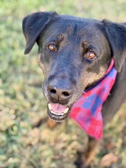 Enlarge Juno, a Adoptable Mixed Breed in Fort Worth, TX image 2/3