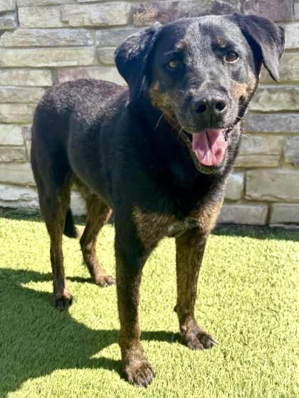 Enlarge Juno, a Adoptable Mixed Breed in Fort Worth, TX image 3/3