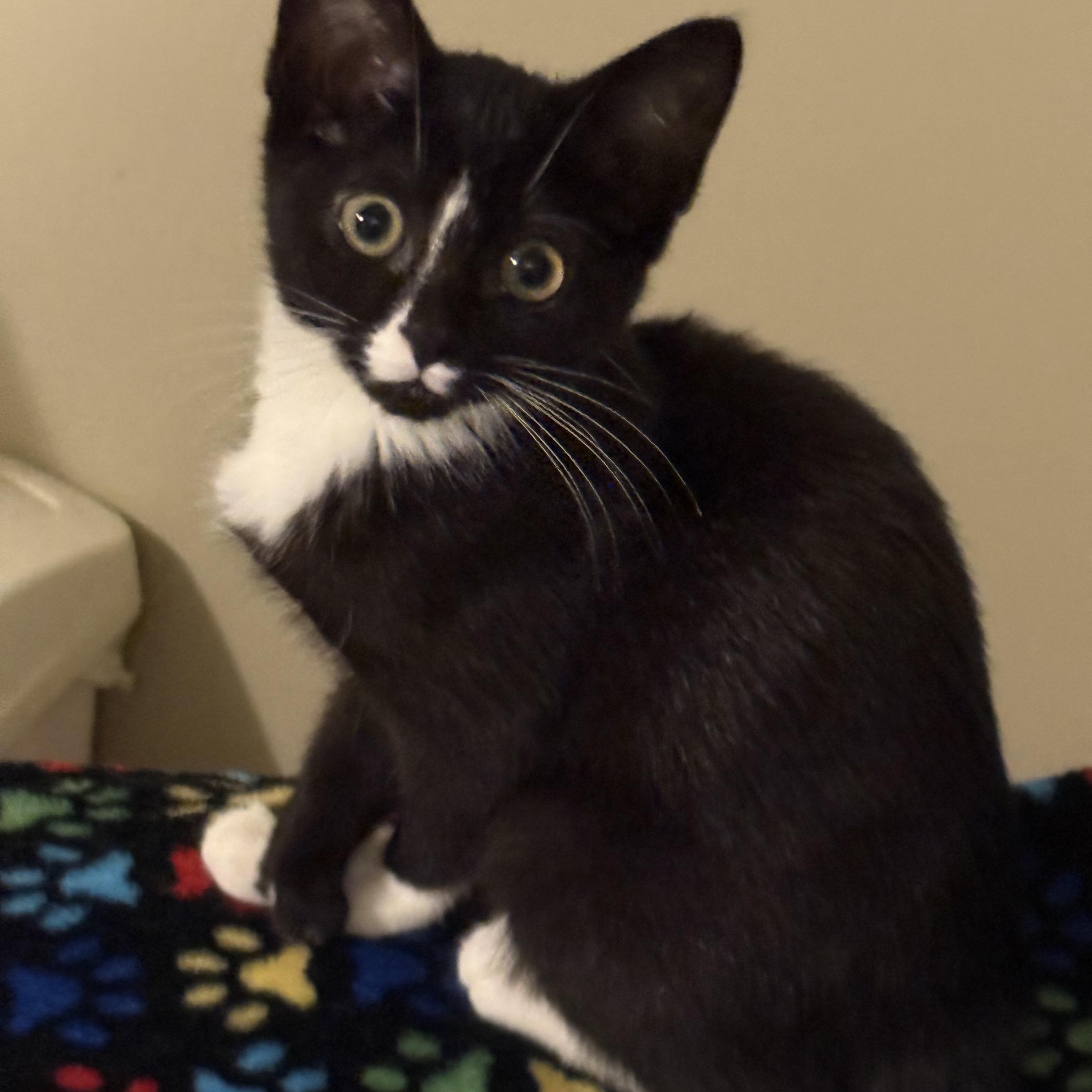Luna, an adopted Domestic Short Hair in Syracuse, NY image 3/5