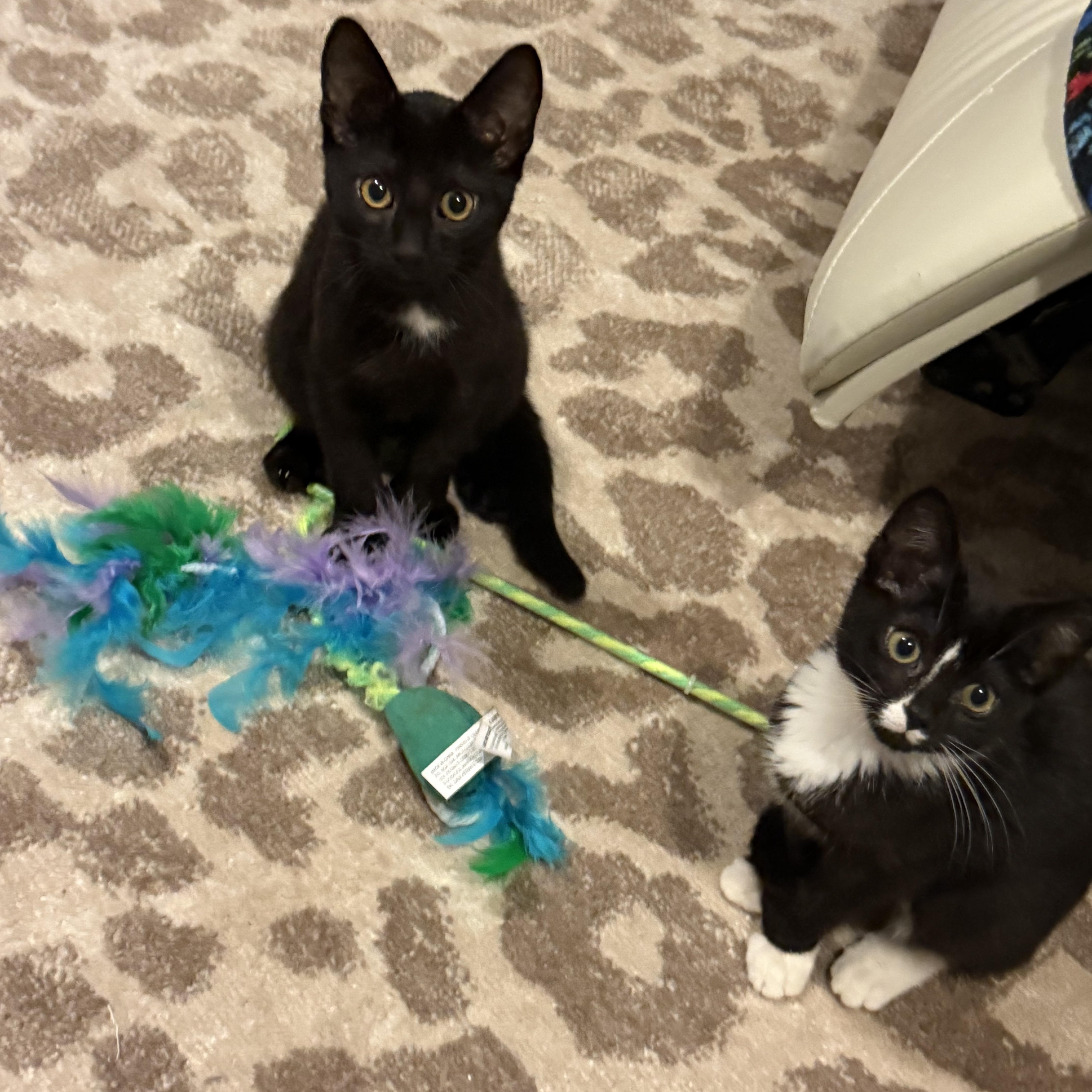 Luna, an adopted Domestic Short Hair in Syracuse, NY image 2/5