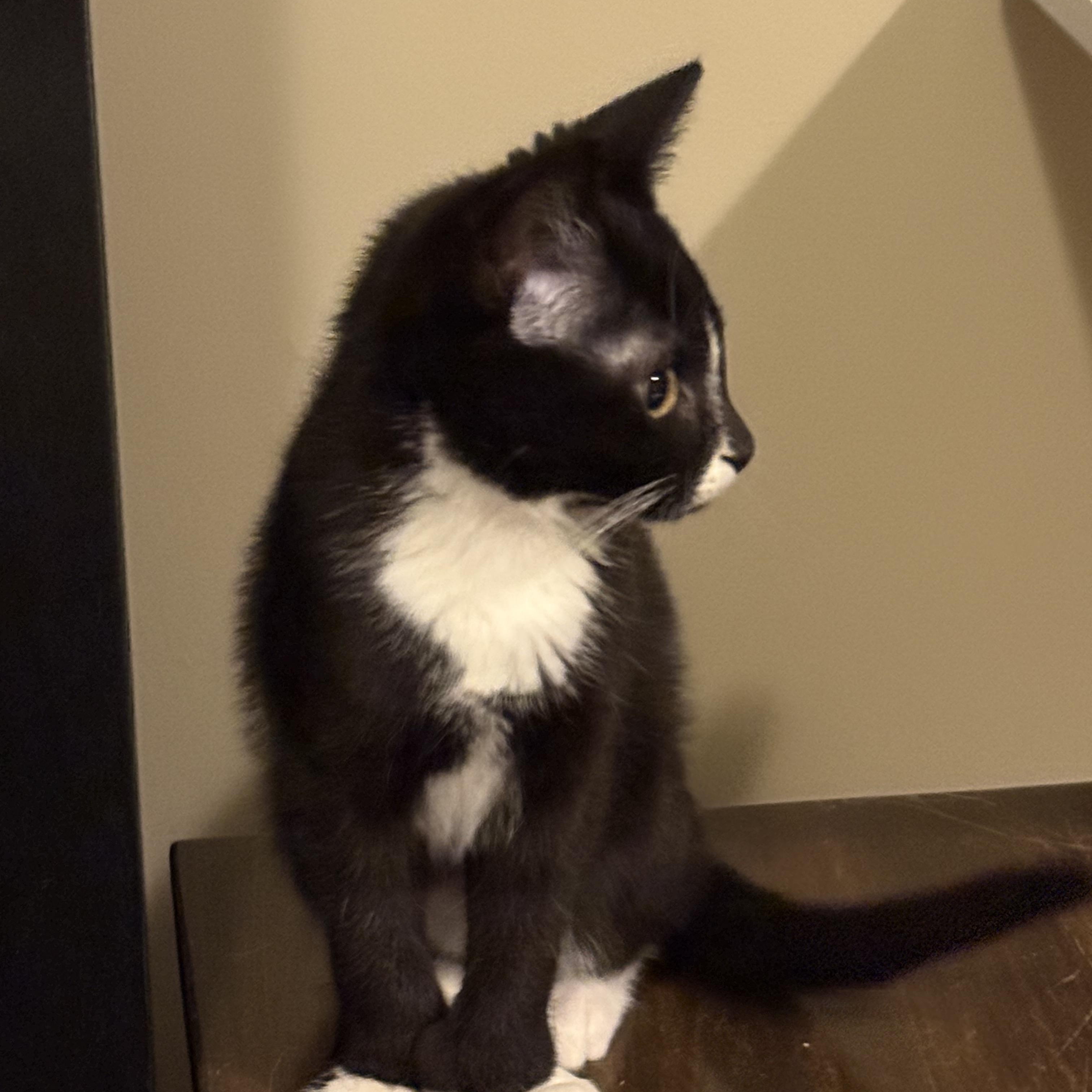 Luna, an adopted Domestic Short Hair in Syracuse, NY image 4/5