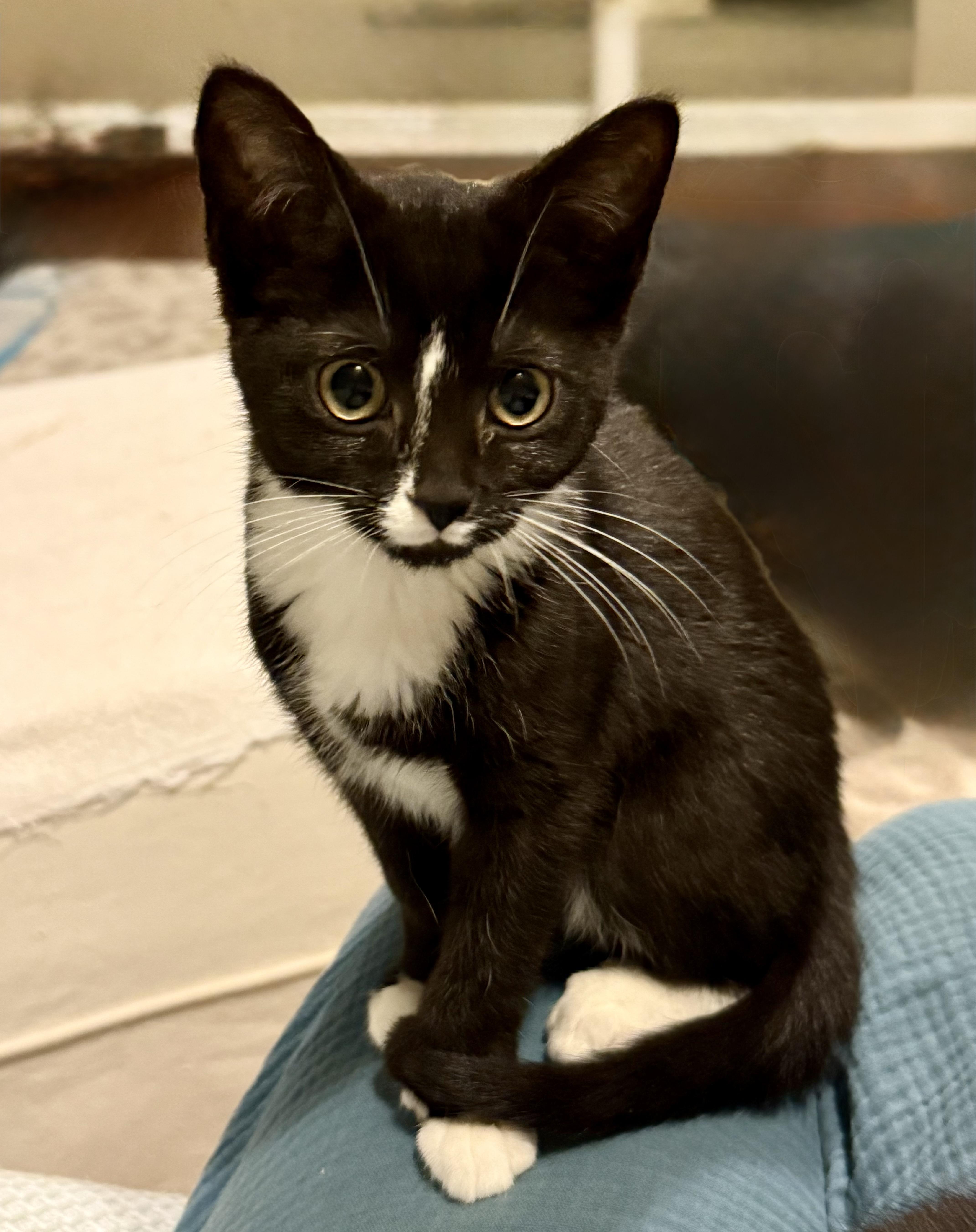 Luna, an adopted Domestic Short Hair in Syracuse, NY image 5/5