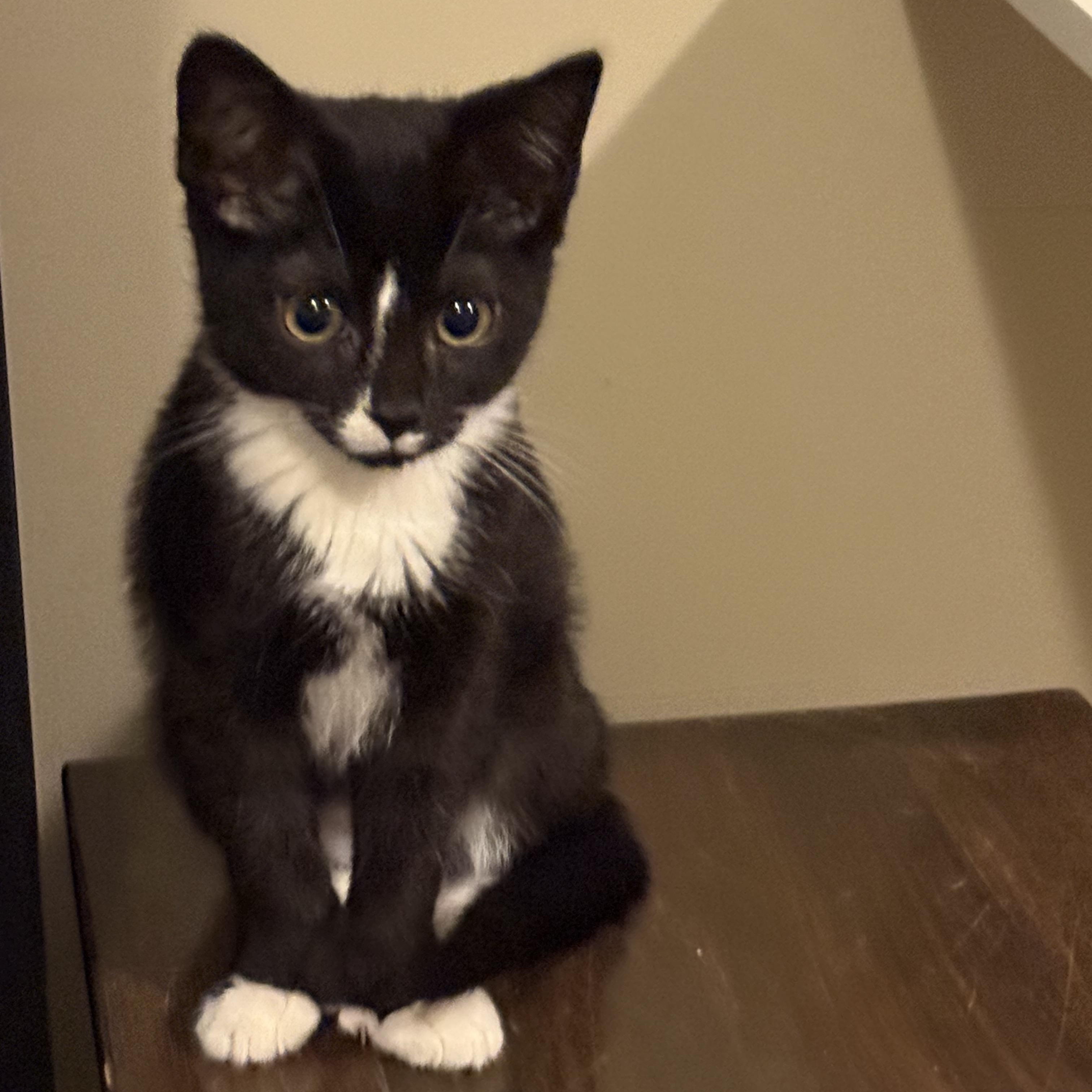 Luna, adopted, Young Female Domestic Short Hair.