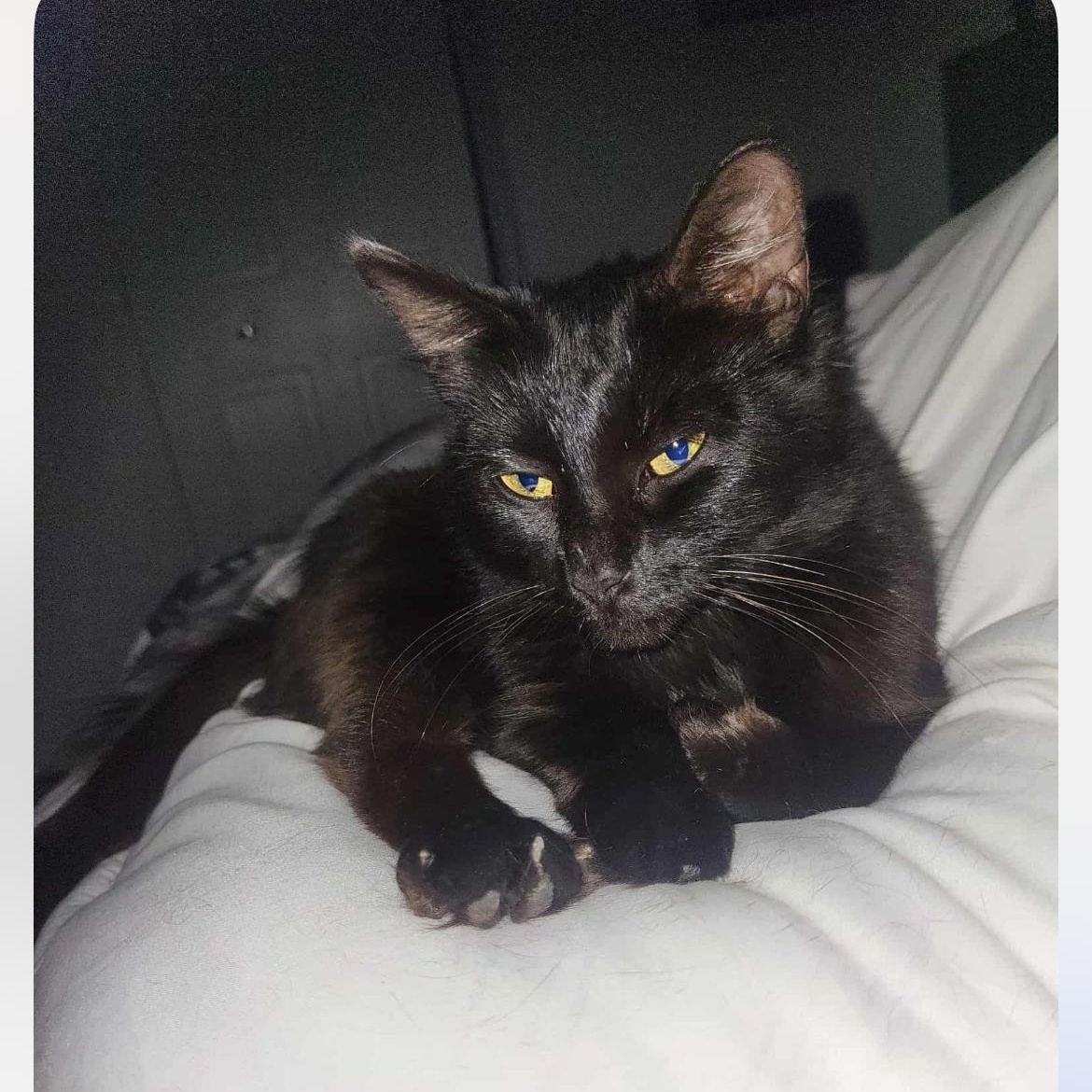 Poupinette, a Adoptable Domestic Medium Hair in Montreal, QC image 3/6