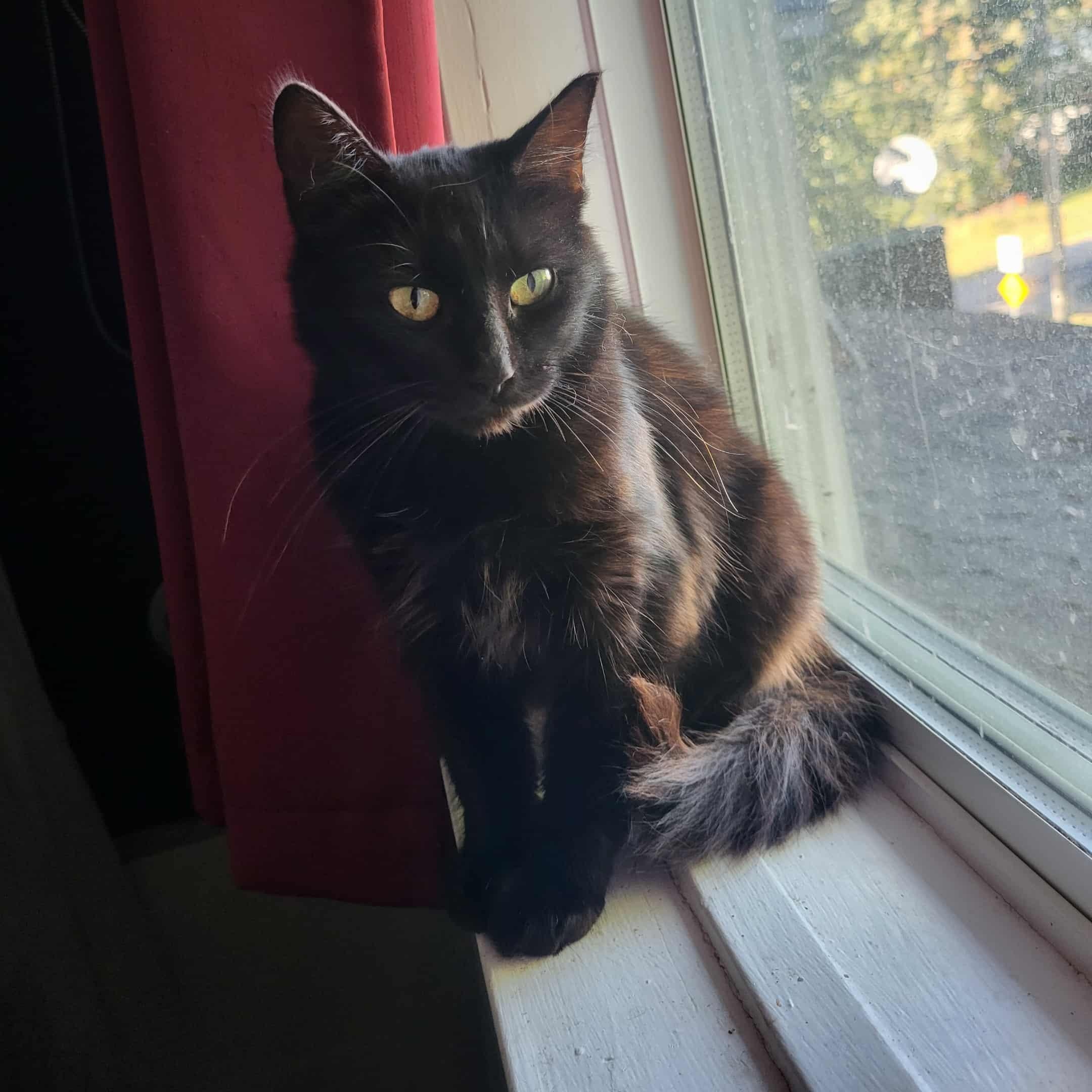 Poupinette, Adoptable, Young Female Domestic Medium Hair.