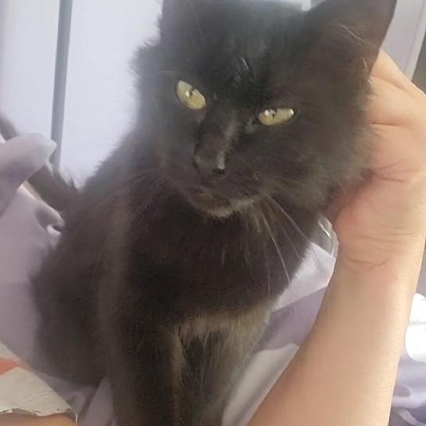 Poupinette, a Adoptable Domestic Medium Hair in Montreal, QC image 4/6