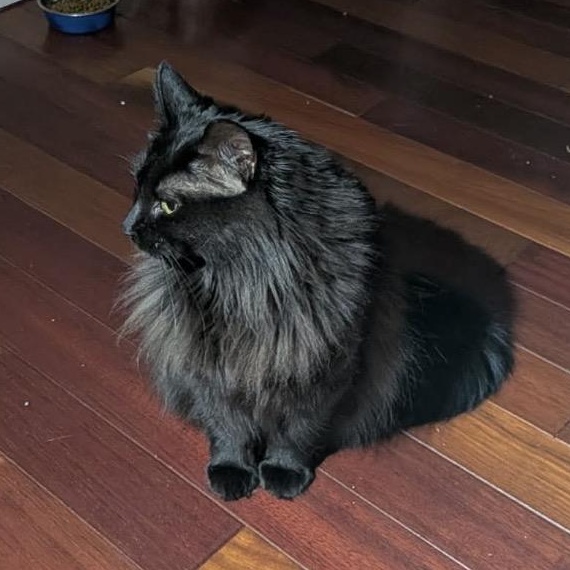 Enlarge Poupinette, a Adoptable Domestic Long Hair in Montreal, QC image 2/6