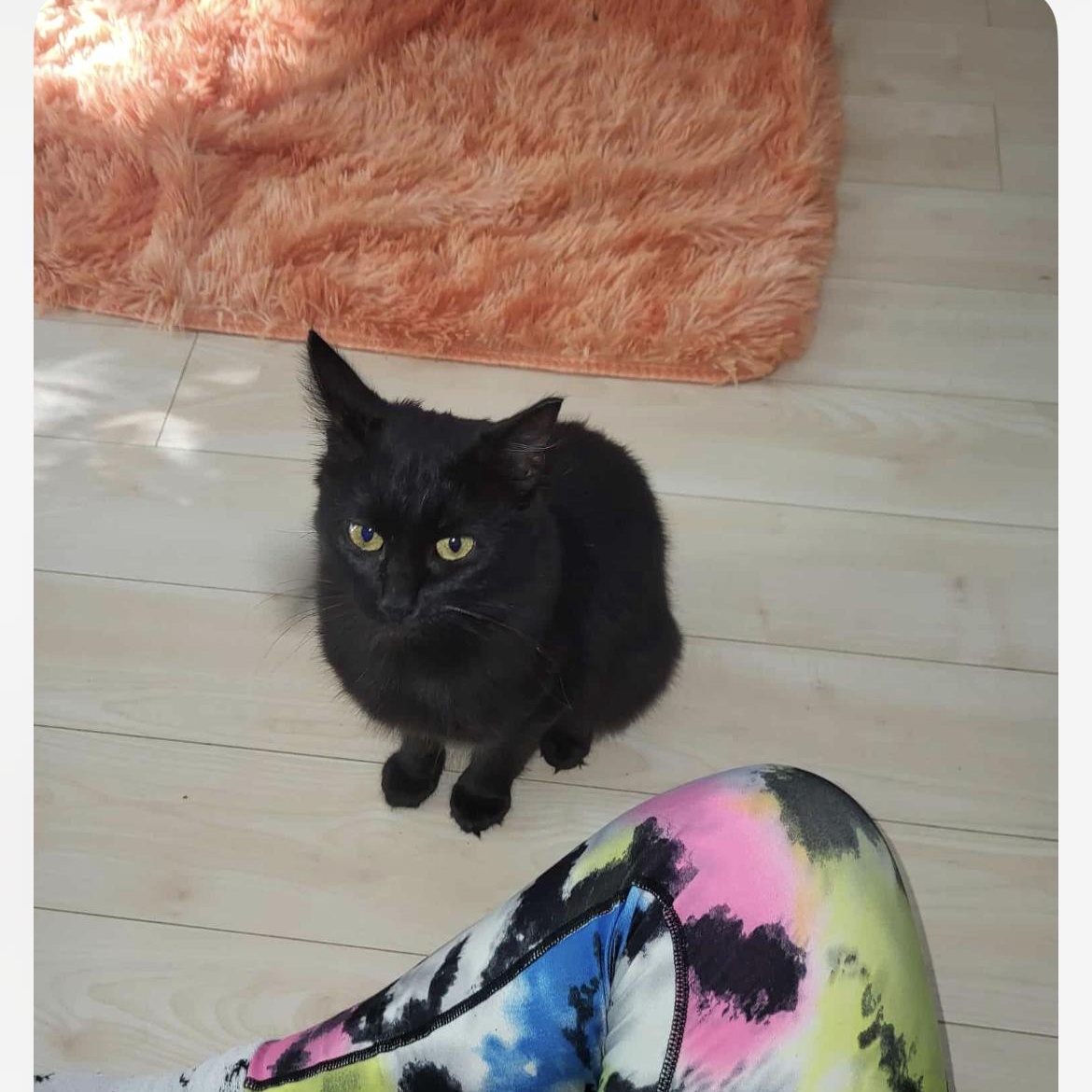 Poupinette, a Adoptable Domestic Medium Hair in Montreal, QC image 6/6