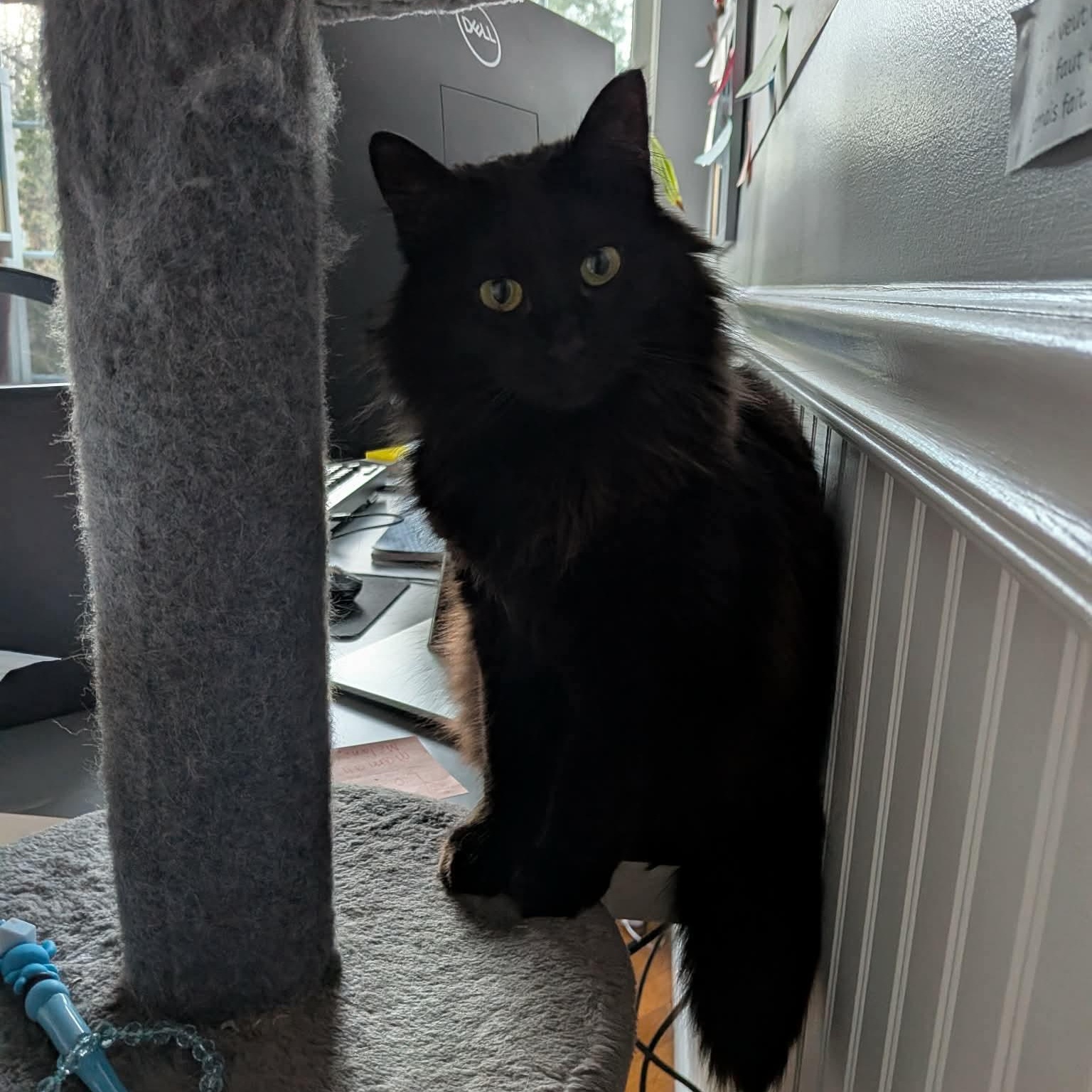 Enlarge Poupinette, a Adoptable Domestic Long Hair in Montreal, QC image 1/6