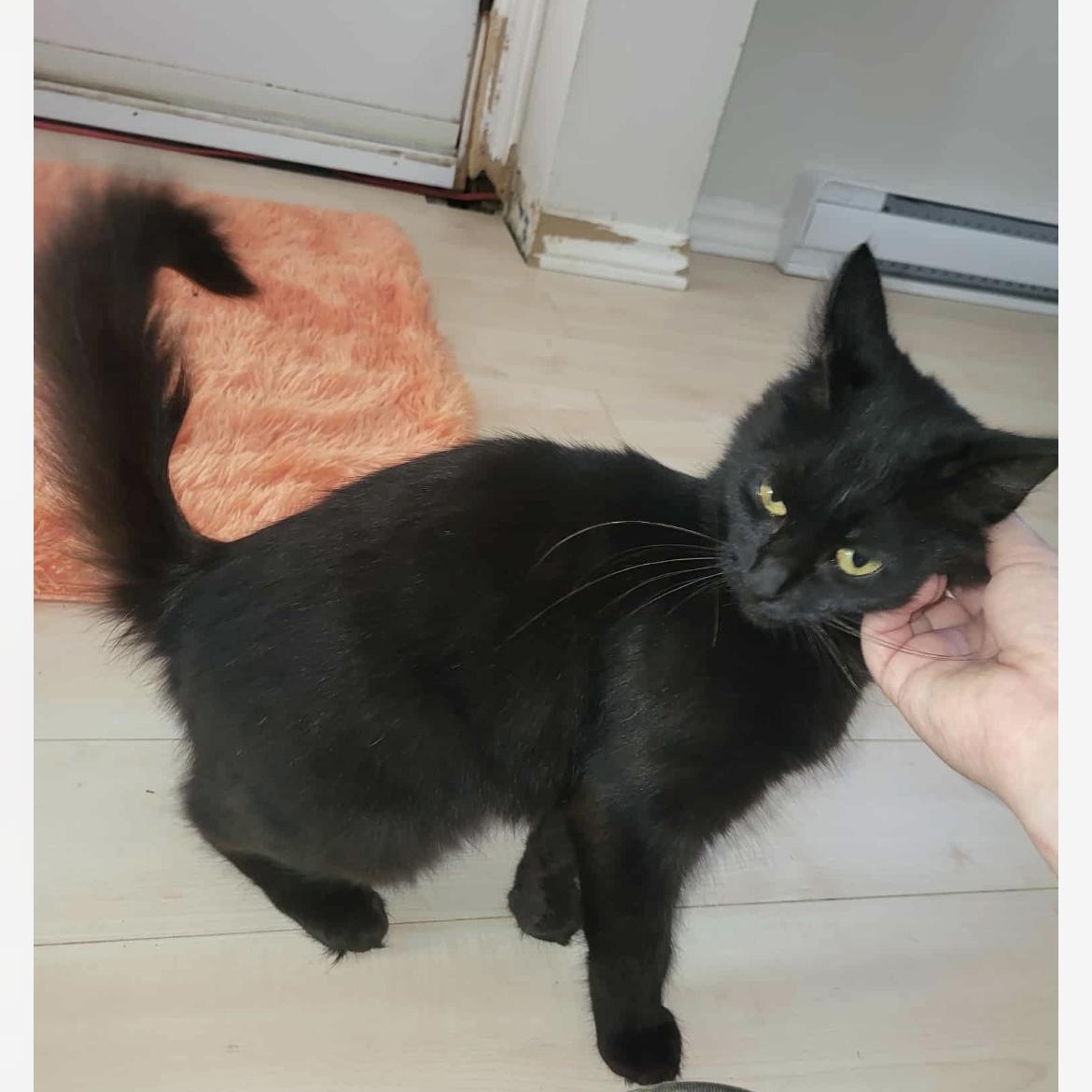 Poupinette, a Adoptable Domestic Medium Hair in Montreal, QC image 5/6