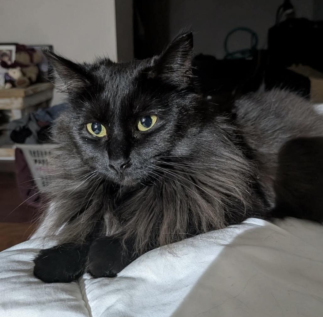 Enlarge Poupinette, a Adoptable Domestic Long Hair in Montreal, QC image 6/6