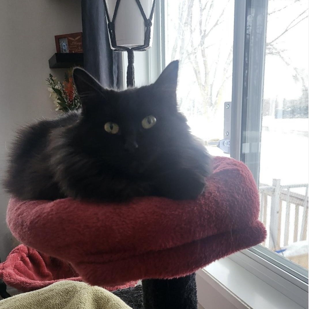 Enlarge Poupinette, a Adoptable Domestic Medium Hair in Montreal, QC image 2/6