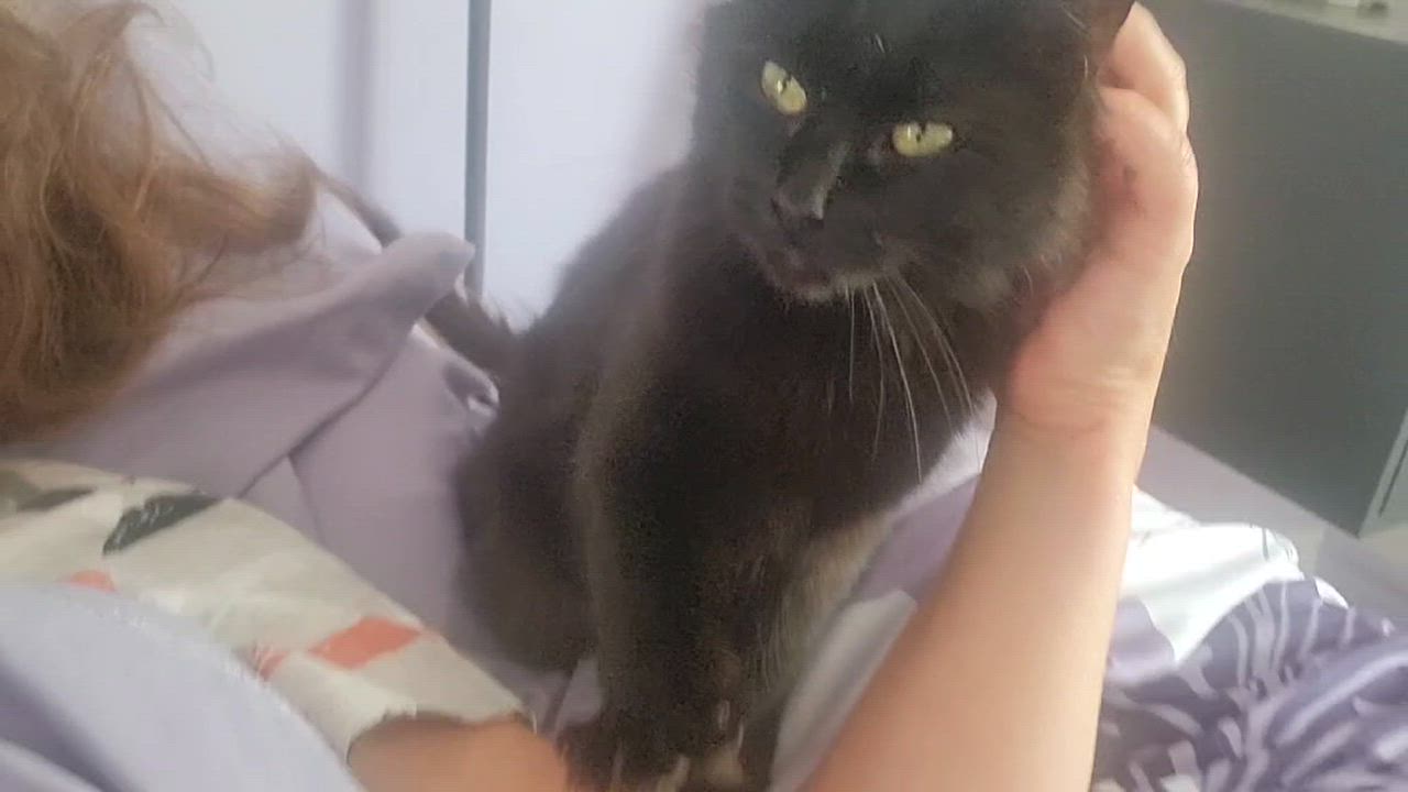 Enlarge Poupinette, a Adoptable Domestic Medium Hair in Montreal, QC video 3/6