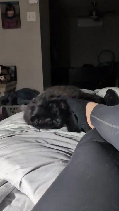 Enlarge Poupinette, a Adoptable Domestic Long Hair in Montreal, QC video 3/6