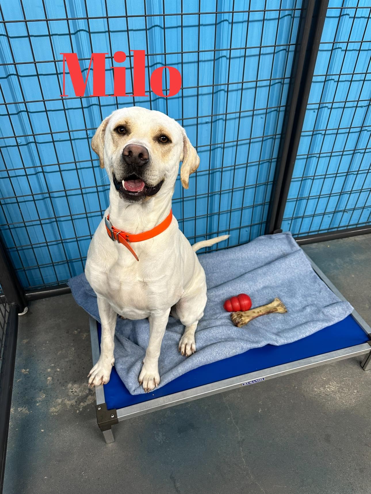 MILO, Adopted, Adult Male Yellow Labrador Retriever & American Staffordshire Terrier.