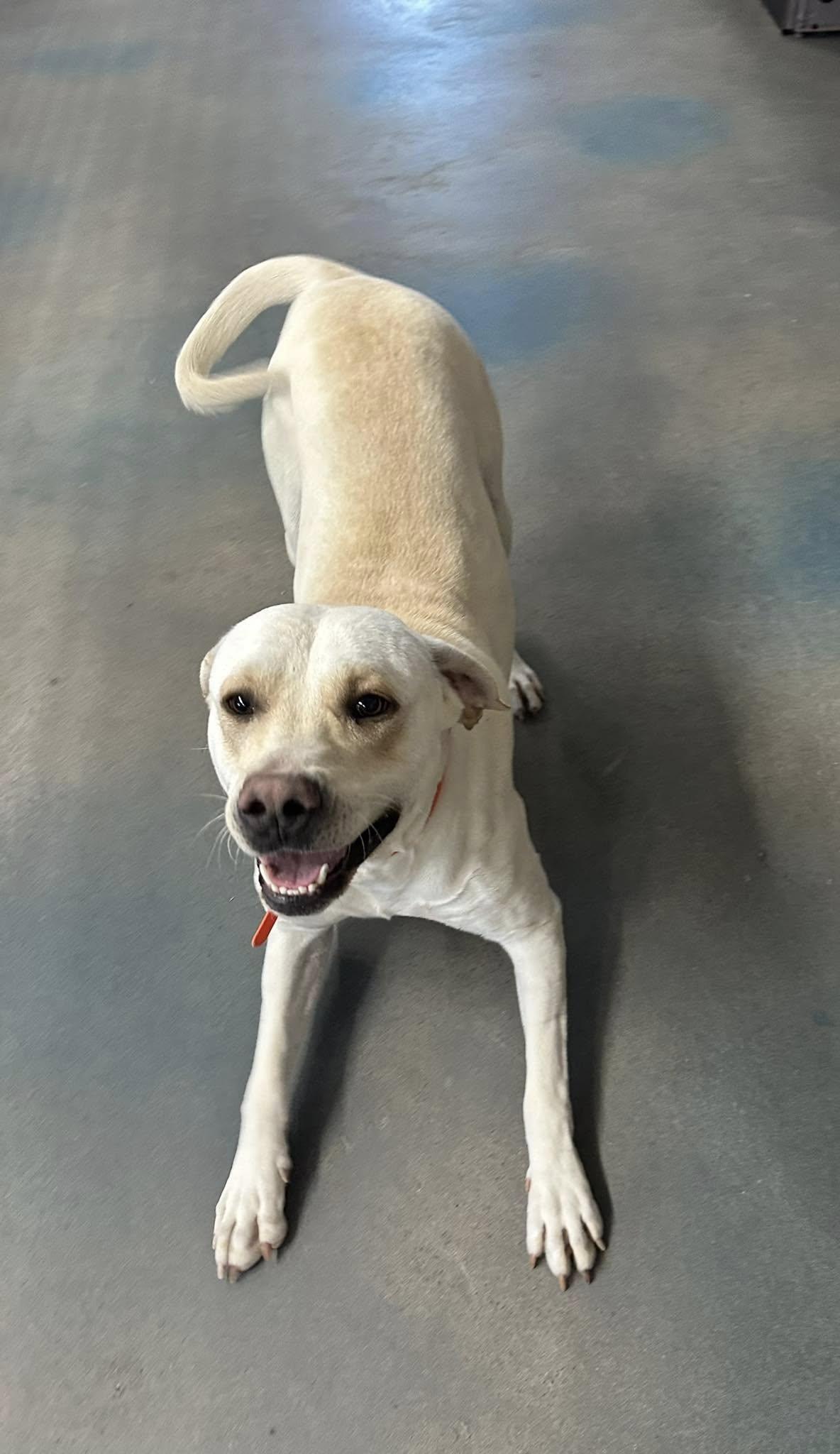 Enlarge MILO, a Adopted mixed breed in Baudette, MN image 3/3