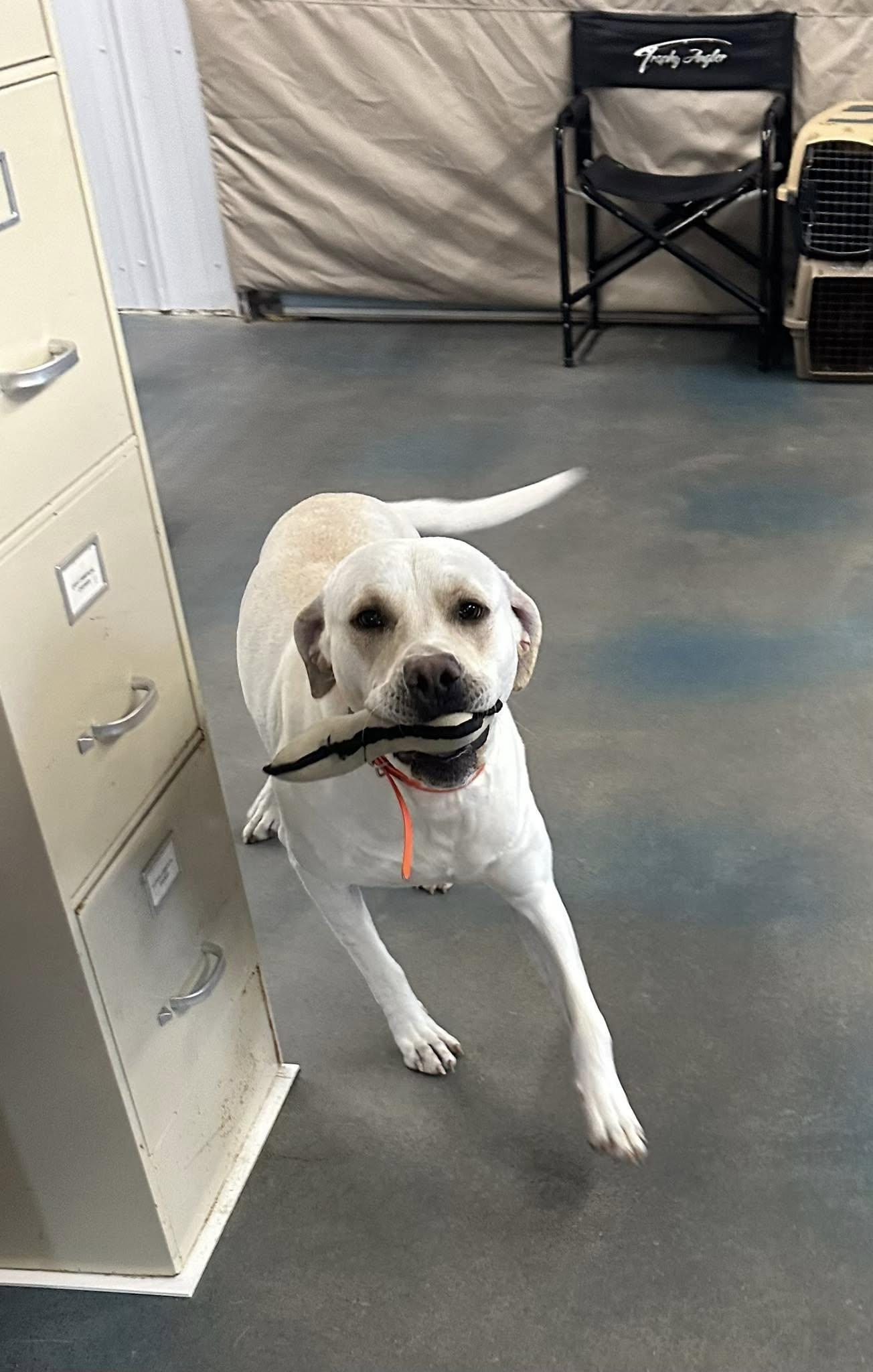 Enlarge MILO, a Adopted mixed breed in Baudette, MN image 2/3