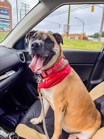 Murphy, Adoptable, Adult Female Mixed Breed & Mixed Breed.