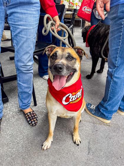 Murphy, a Adoptable Mixed Breed in Fallston, MD image 2/3