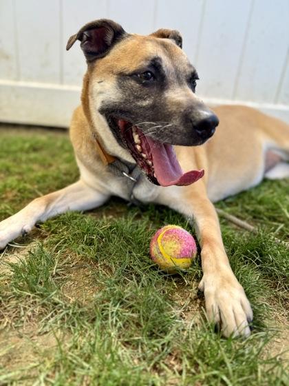 Murphy, a Adoptable Mixed Breed in Fallston, MD image 3/3