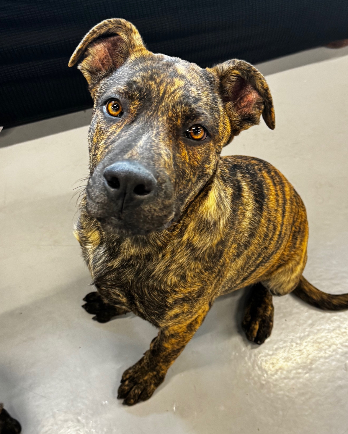 Enlarge Tigger, a Adopted Presa Canario in Spring Valley, CA image 1/1