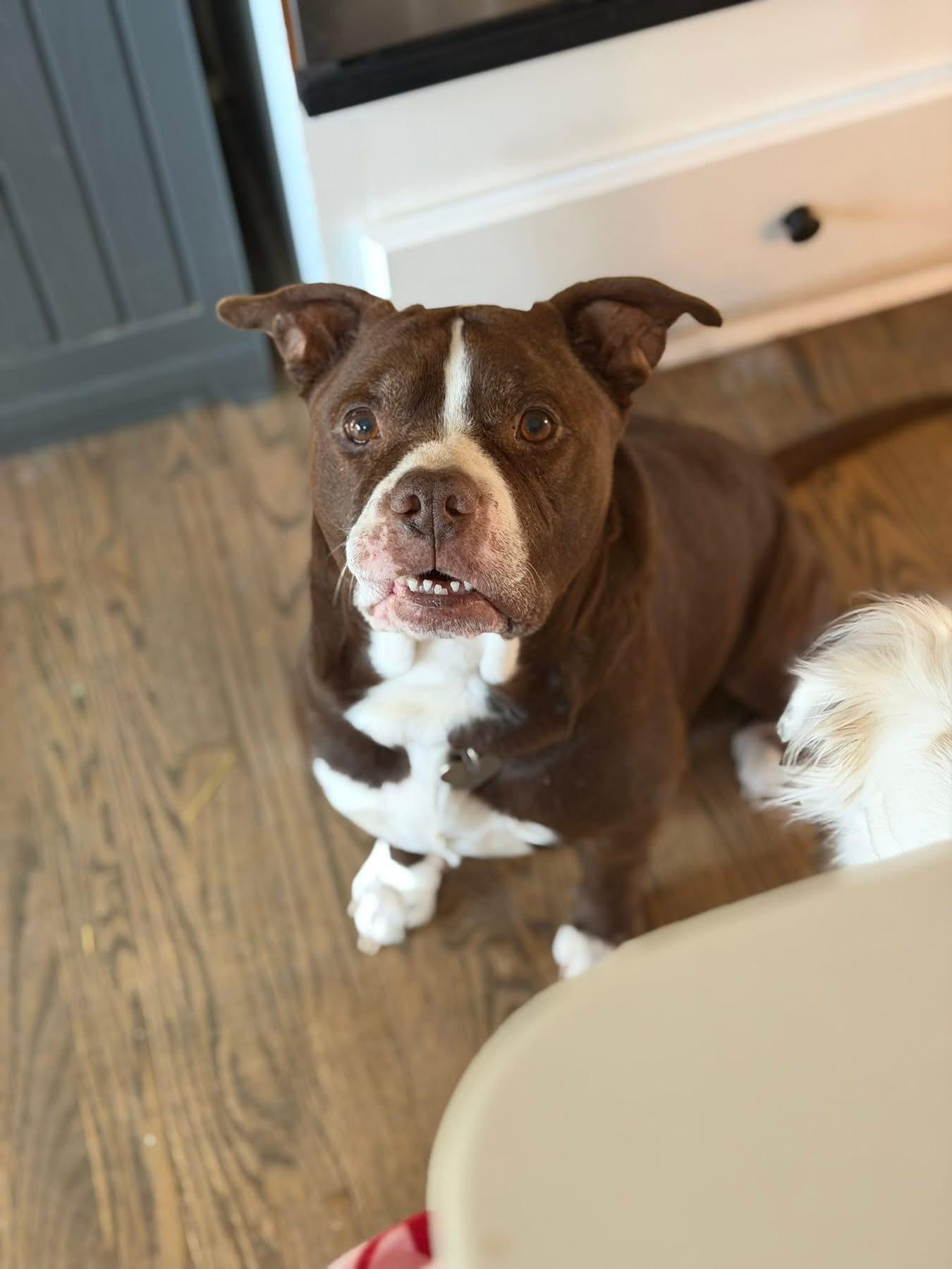 Redford, ADOPTABLE, Adult Male American Staffordshire Terrier.