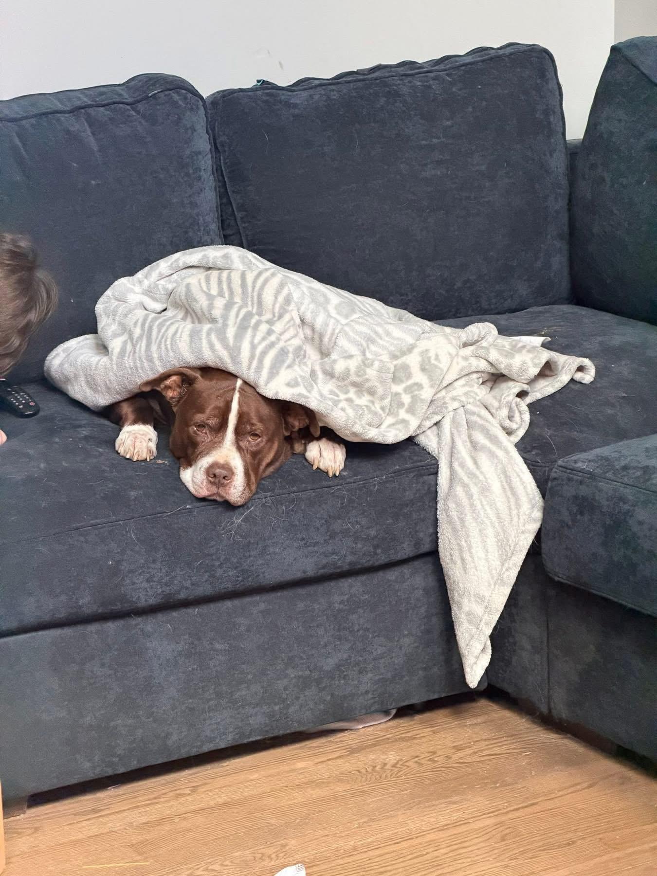 Enlarge Redford, a ADOPTABLE American Staffordshire Terrier in Louisville, KY image 3/3